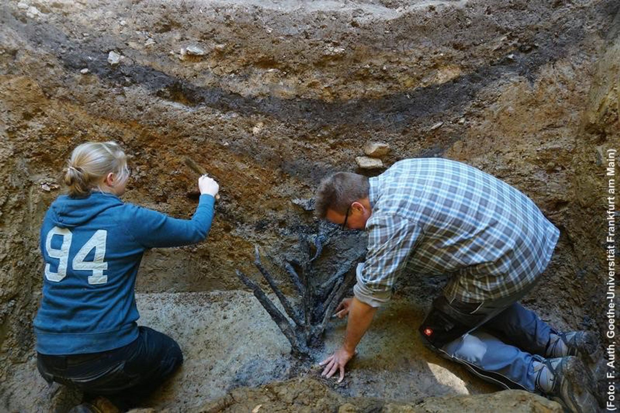 Foto der Freilegung der Holzpfähle, zu sehen sind eine Frau und ein Mann, die vor einem Erdprofil knien, in dem mehrere dunkle Bänder verschiedene Schichten markieren. Am Grund zwischen den beiden Personen die spitzen hölzernen Pfähle, die jeweils paarweise, versetzt V-förmig aus dem Boden ragen. Die Frau putzt das Erdprofil, der Mann ist über die Hölzer gebeugt.