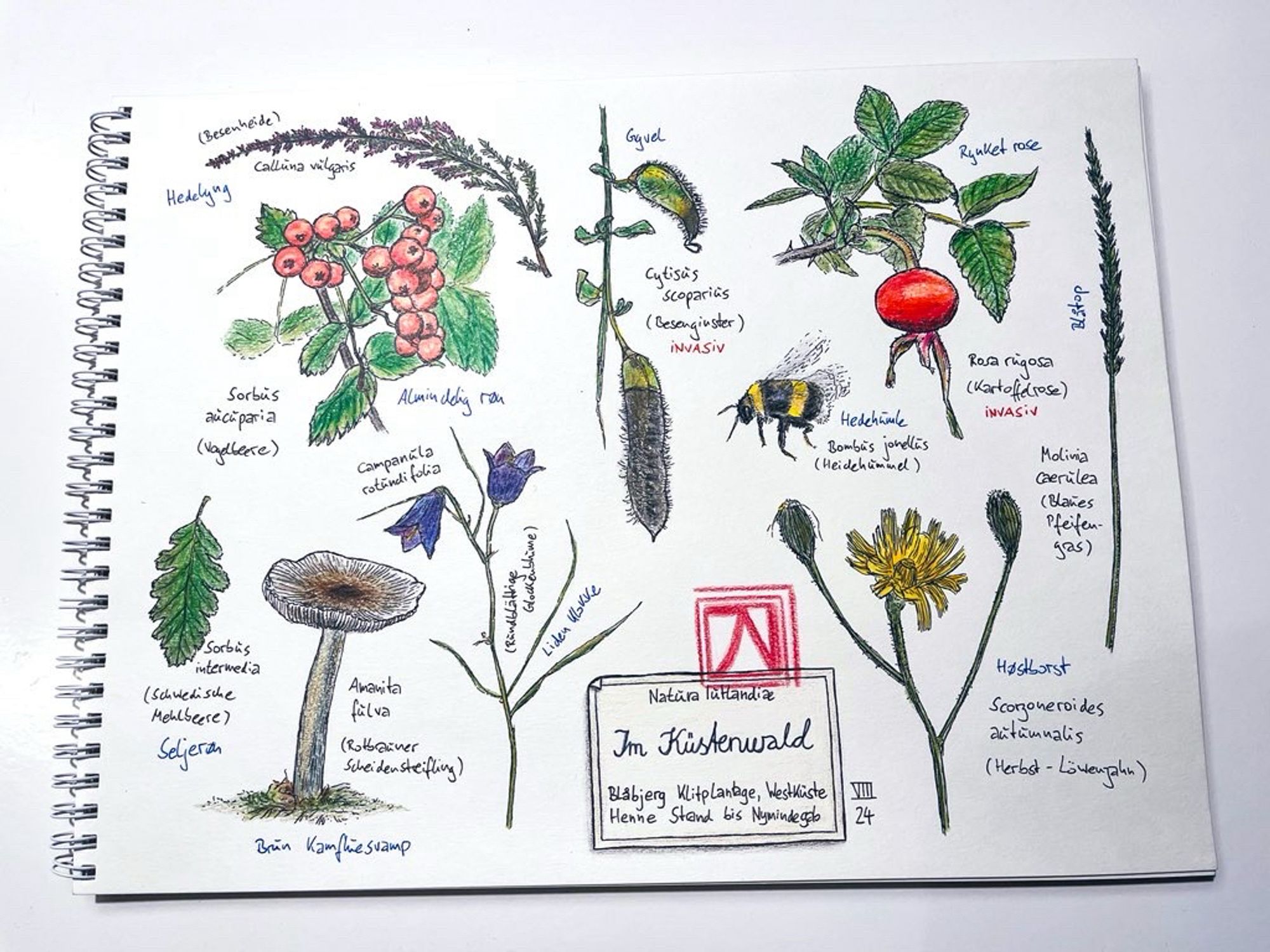 Photo of a sketch block showing coloured drawings of all kinds of plants plus a mushroom and a bumblebee arranged in a style resembling a 19th century arboretum collection.