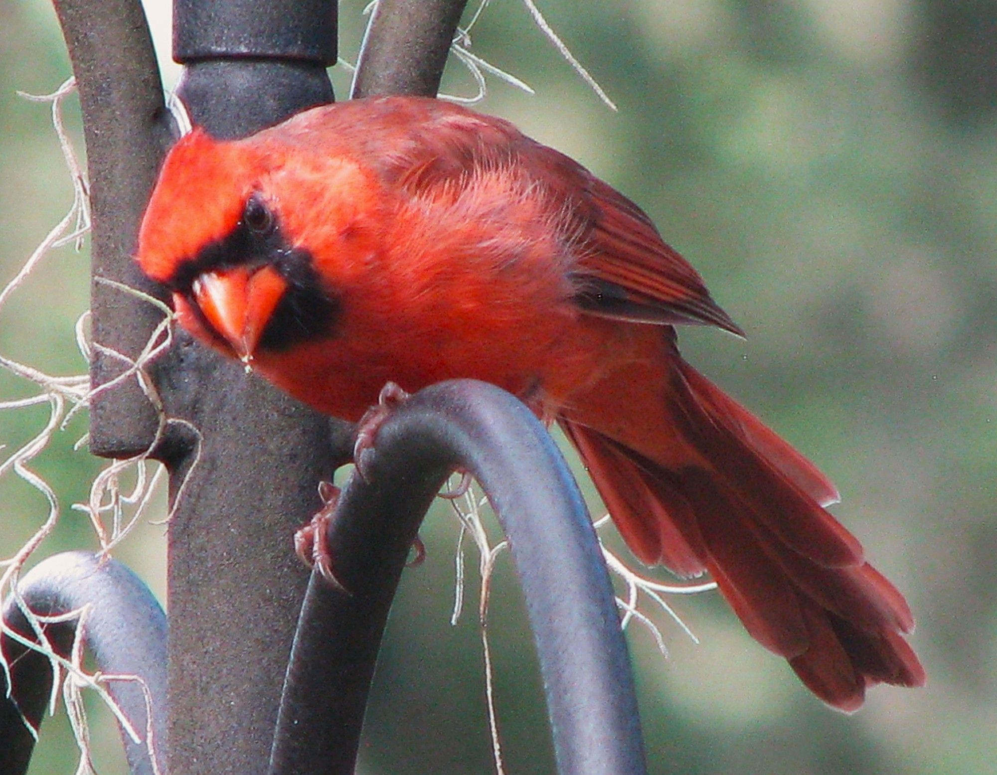 Northern cardinal perched on the shepherd's hook for the free-standing bird feeder.