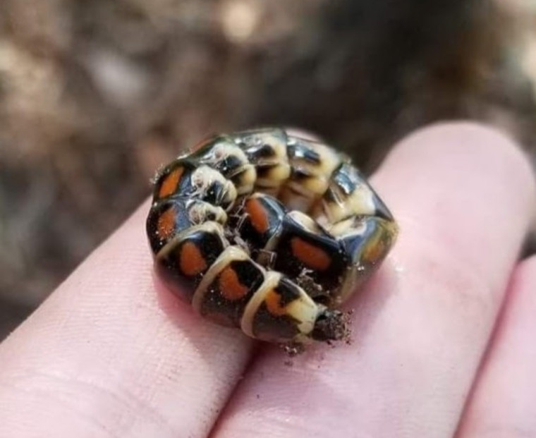 A tannish-yellow worm colored black and dark orange on each of its segments all curled up in my hand.