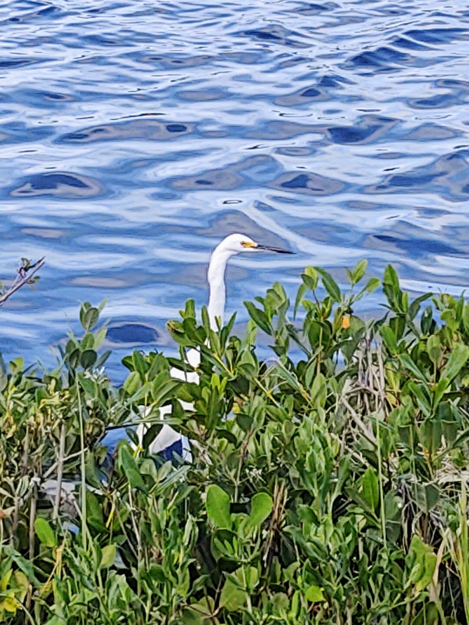 Peek-a-boo! I see you! A white snowy egret hiding in the mangroves.