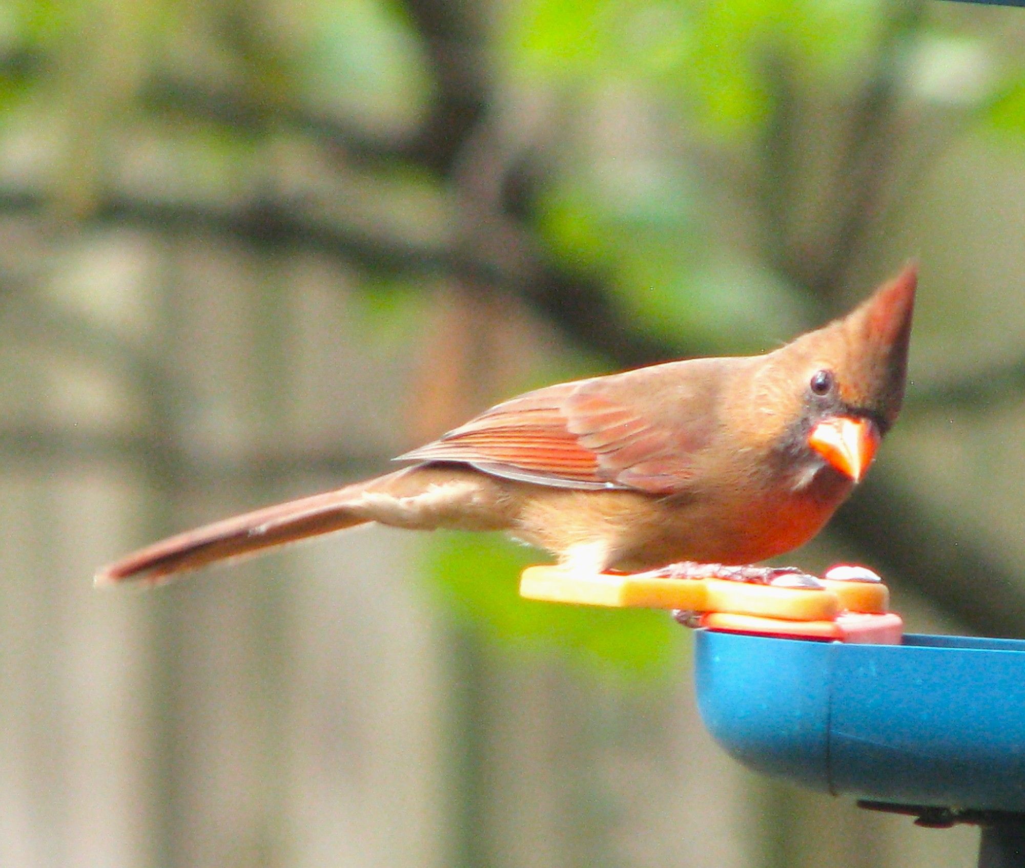 Northern cardinal perched on the bird buddy feeder.