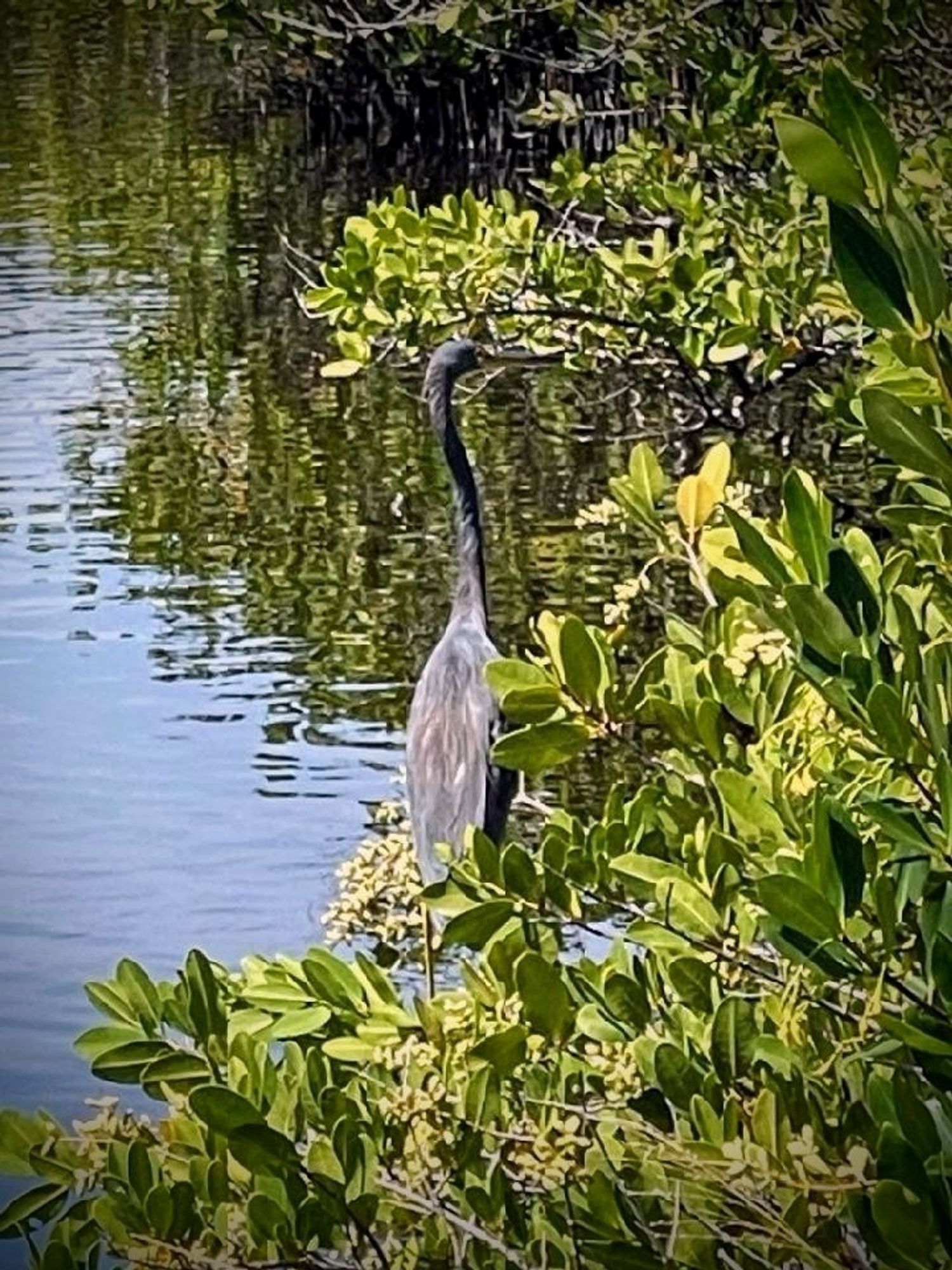 Tricolored heron in the mangroves in the estuary.