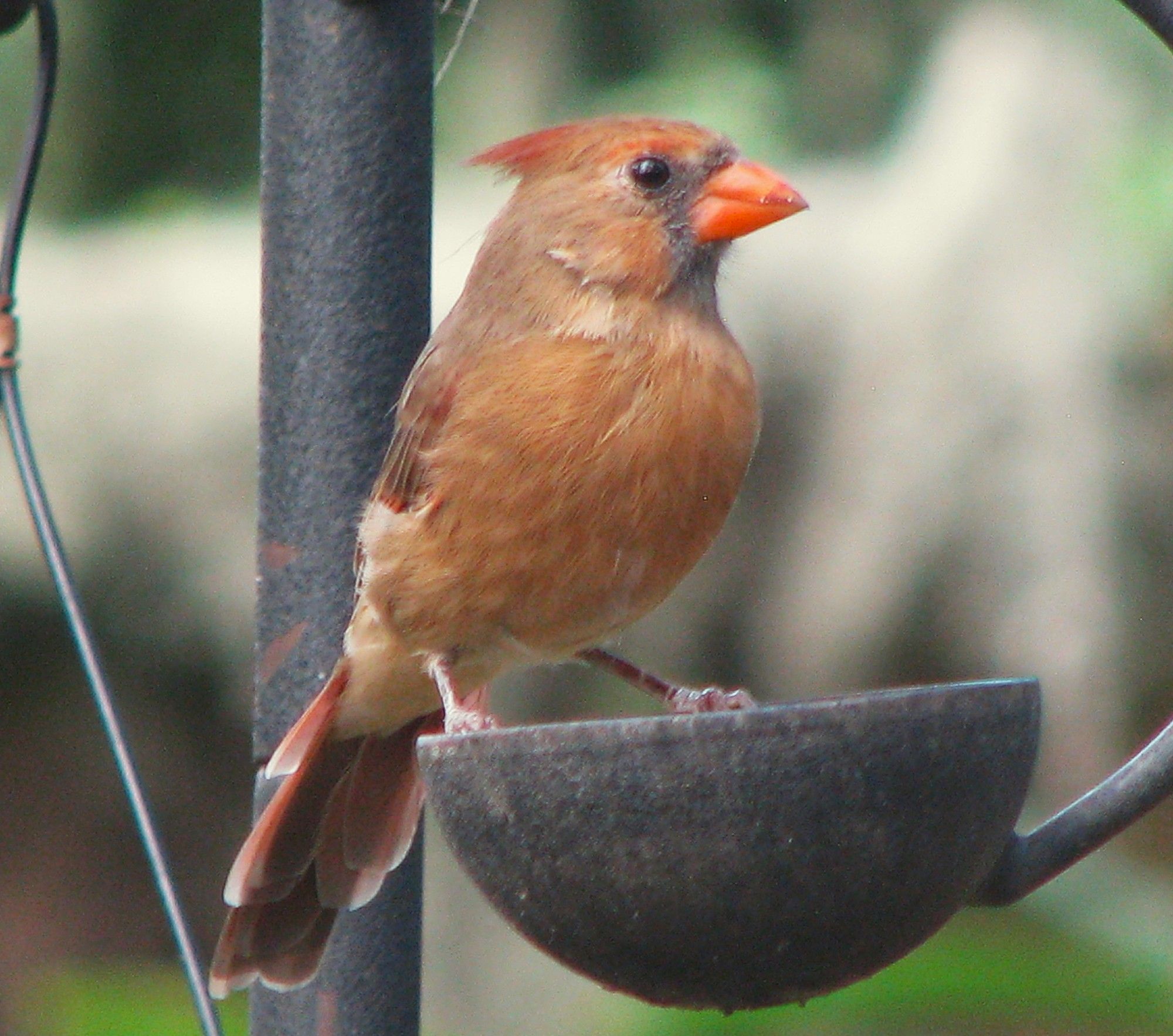 Northern cardinal perched on a cup of seed hanging from the shepherd's hook on the free-standing bird feeder.