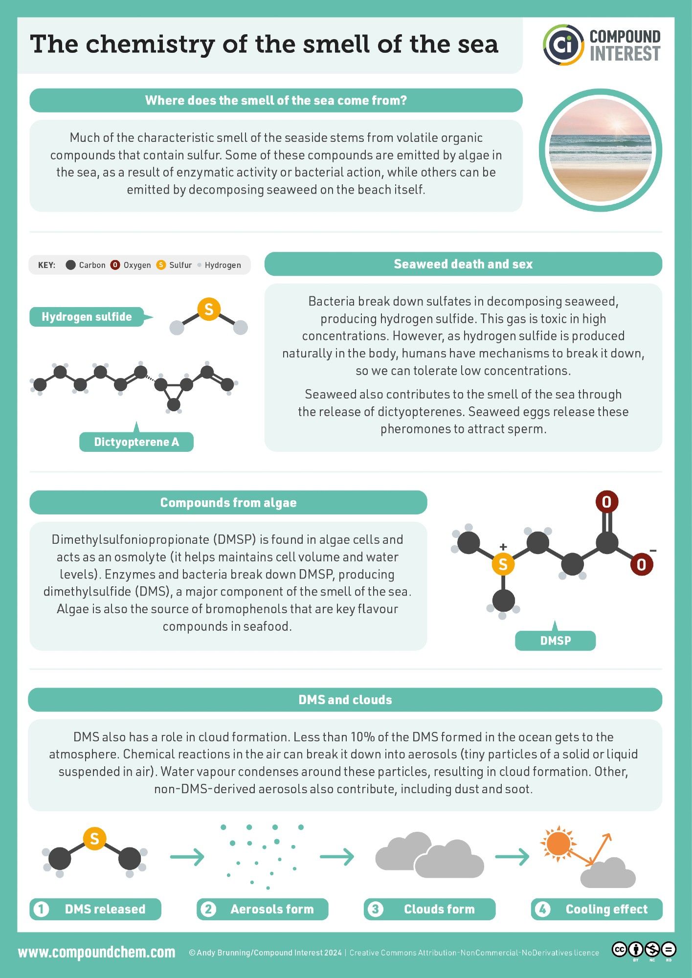 Infographic on the chemical compounds behind the smell of the sea. Much of the smell comes from volatile organic compounds that contain sulfur. Some compounds, such as dimethylsulfide and dictyopterenes, are released by seaweed, while others, such as hydrogen sulfide, are produced as seaweed decomposes.