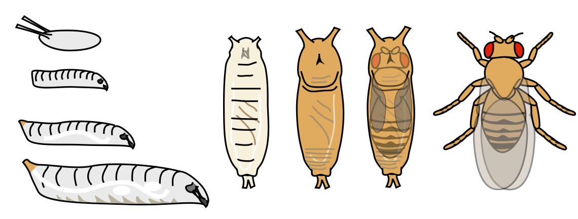 clip art of Drosophila flies at different life stages