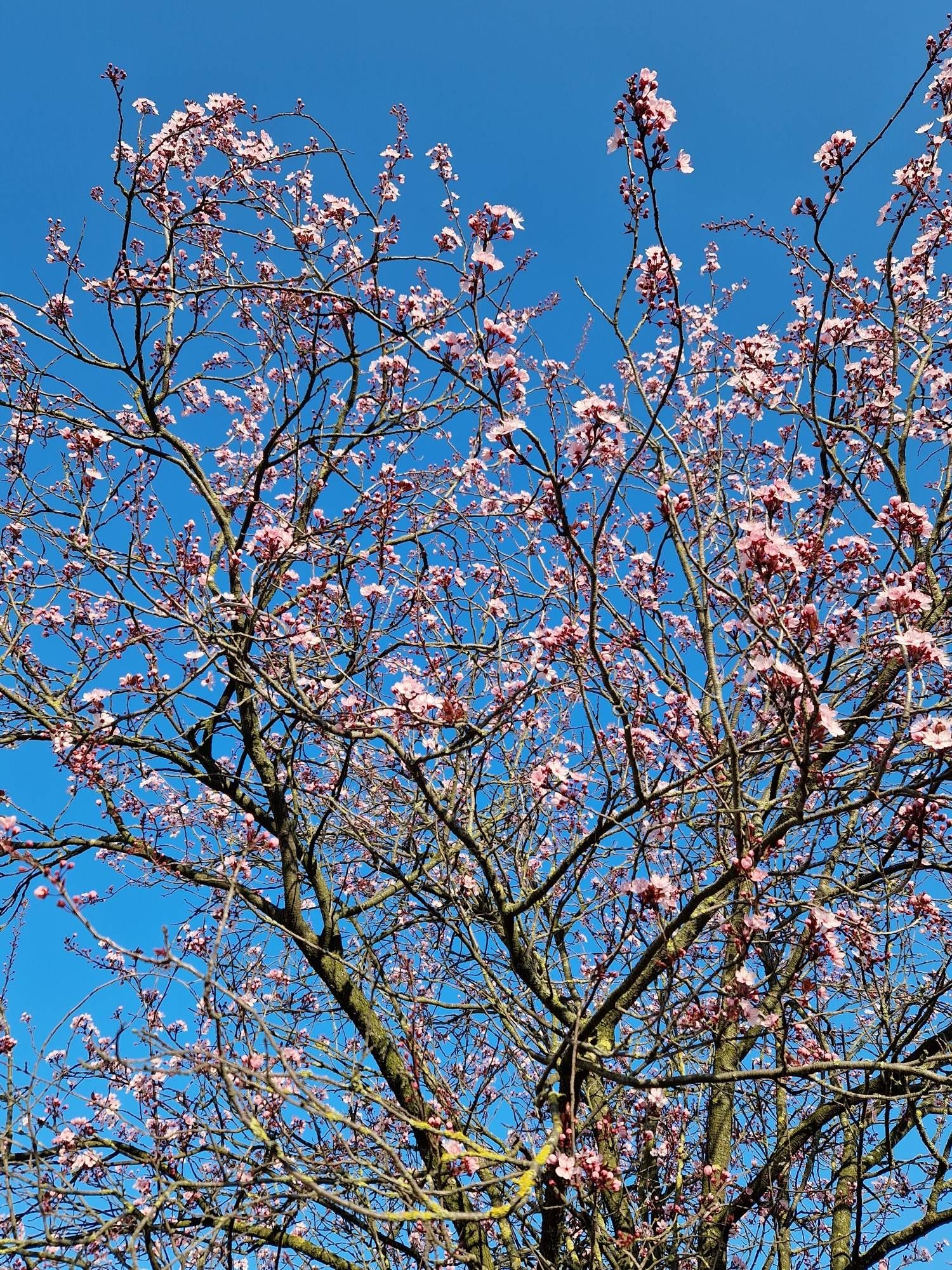 Japanische Zierkirsche mit rosa Blüten vor blauen Himmel.