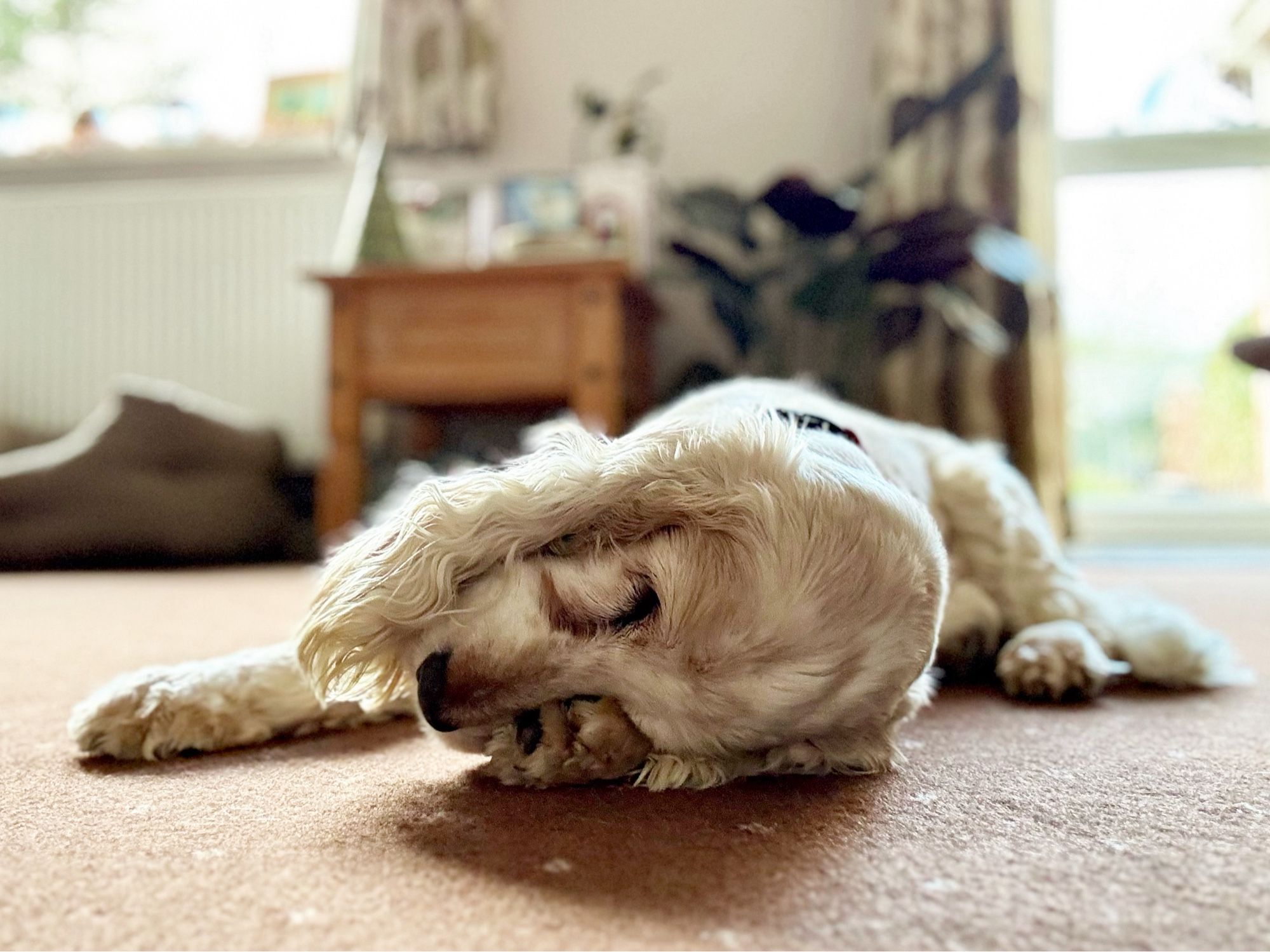 A dog twisted around sleeping on its paw