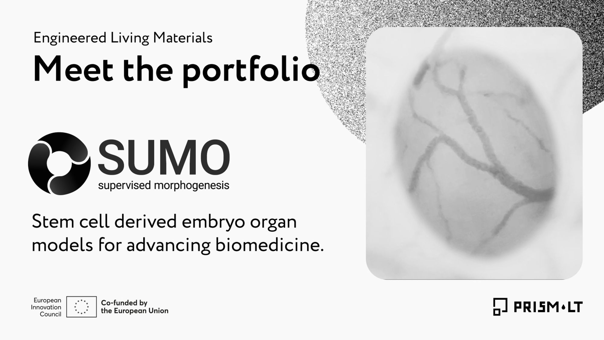 Meet the engineered living materials portfolio. SUMO: Stem cell derived embryo organ models for advancing biomedicine.