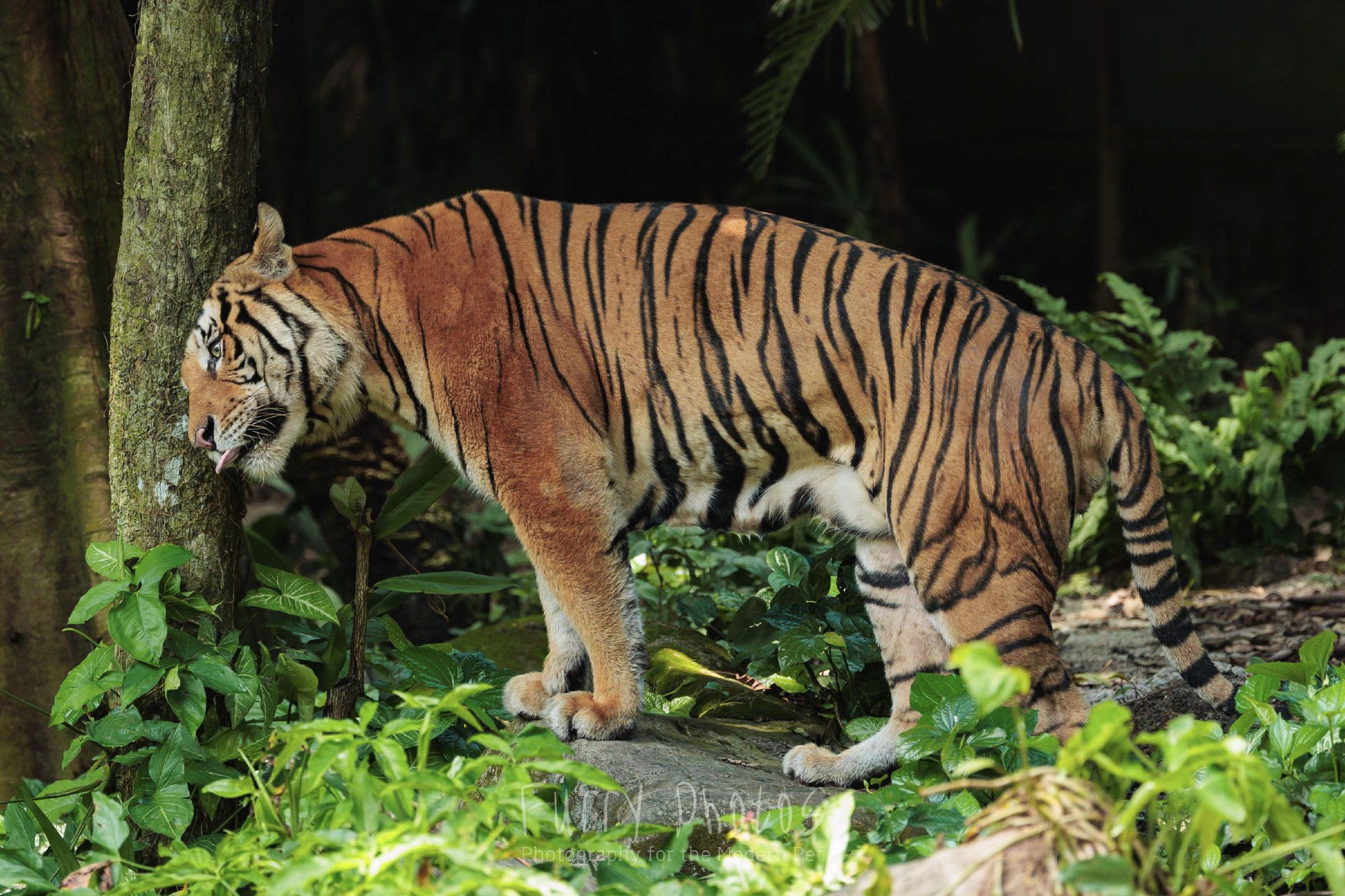 A tiger headbutts a tree with a derpy expression on his face.