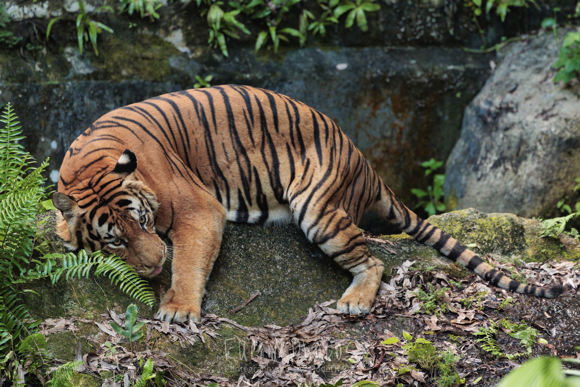 A tiger rubs his body lying on a mossy rock with his tongue out.