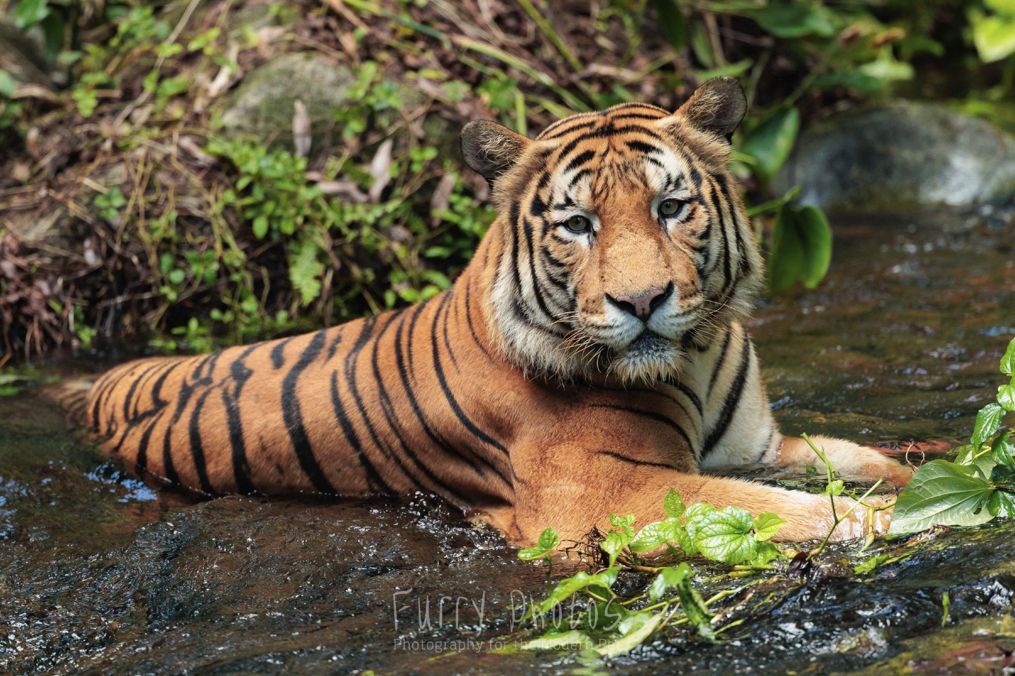 A tiger rests in a flowing stream while looking at the camera.