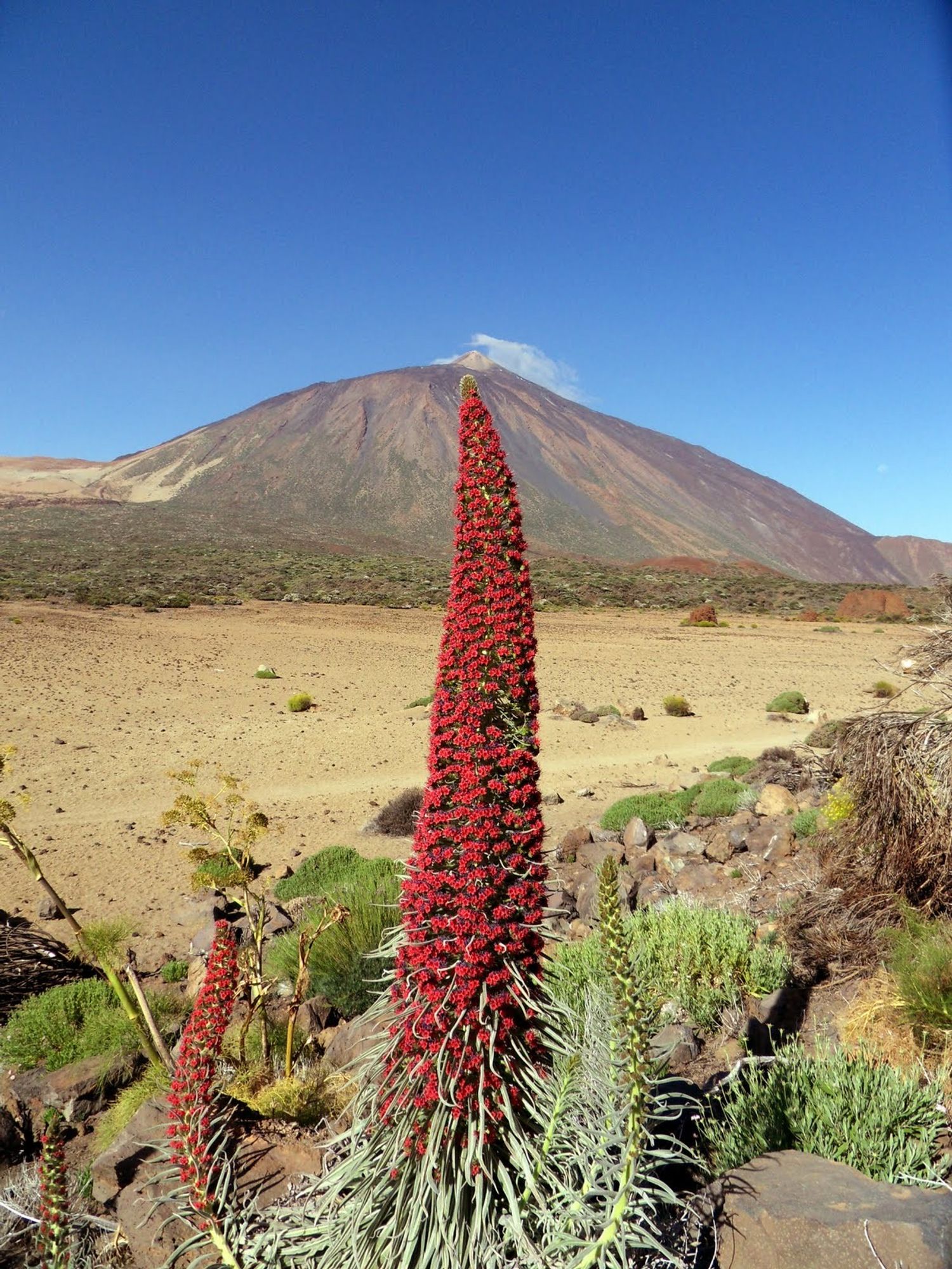 blühender roter Natternkopf im Teide-Nationalpark, im Hintergrund der Gipfel des Teide, Teneriffa