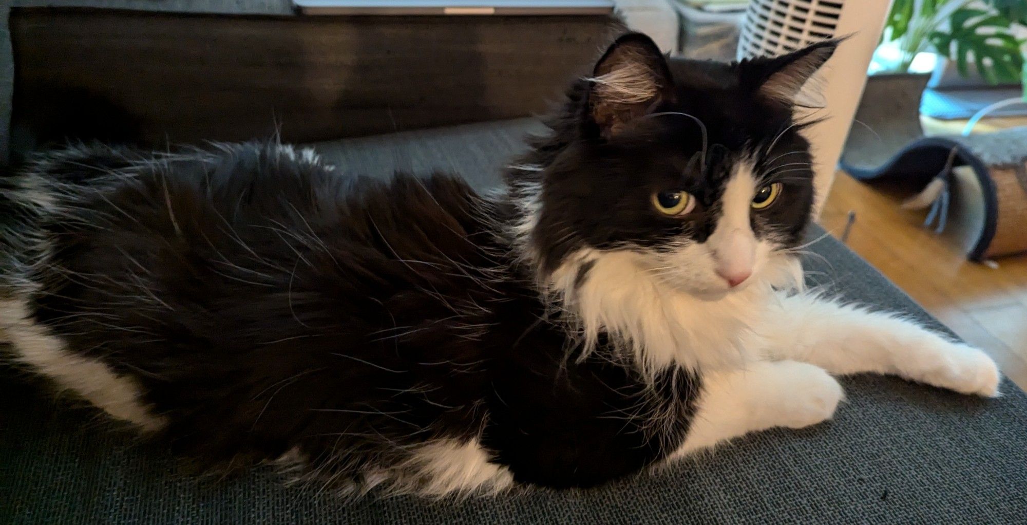 My black and white cat is lying down on the couch.