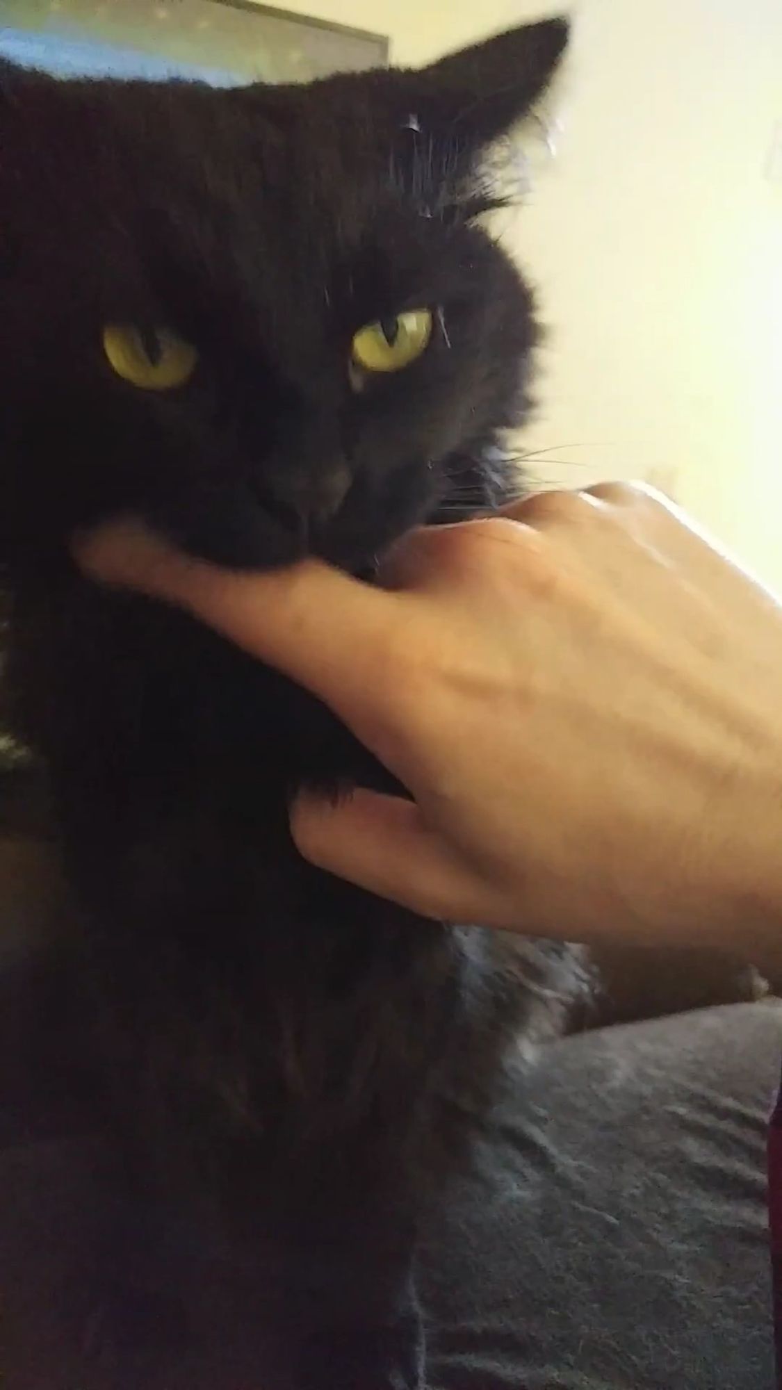 Black cat biting a hand