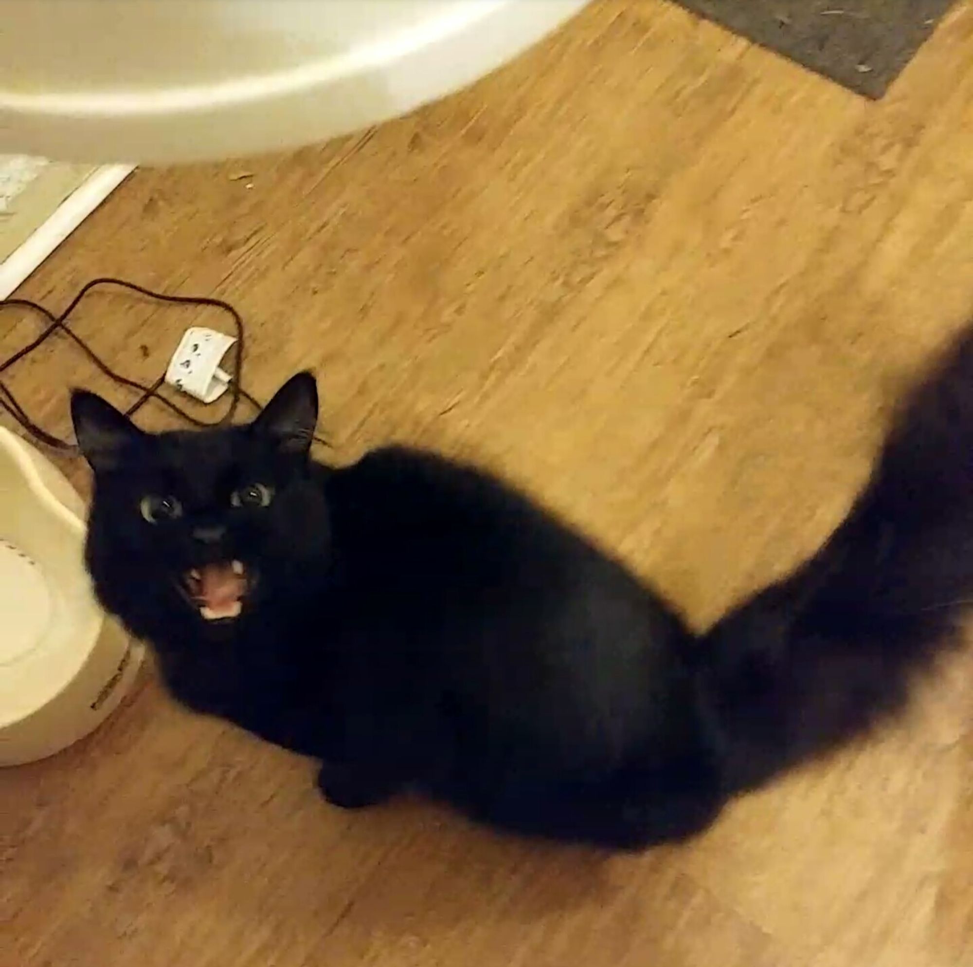 Black cat screaming for food