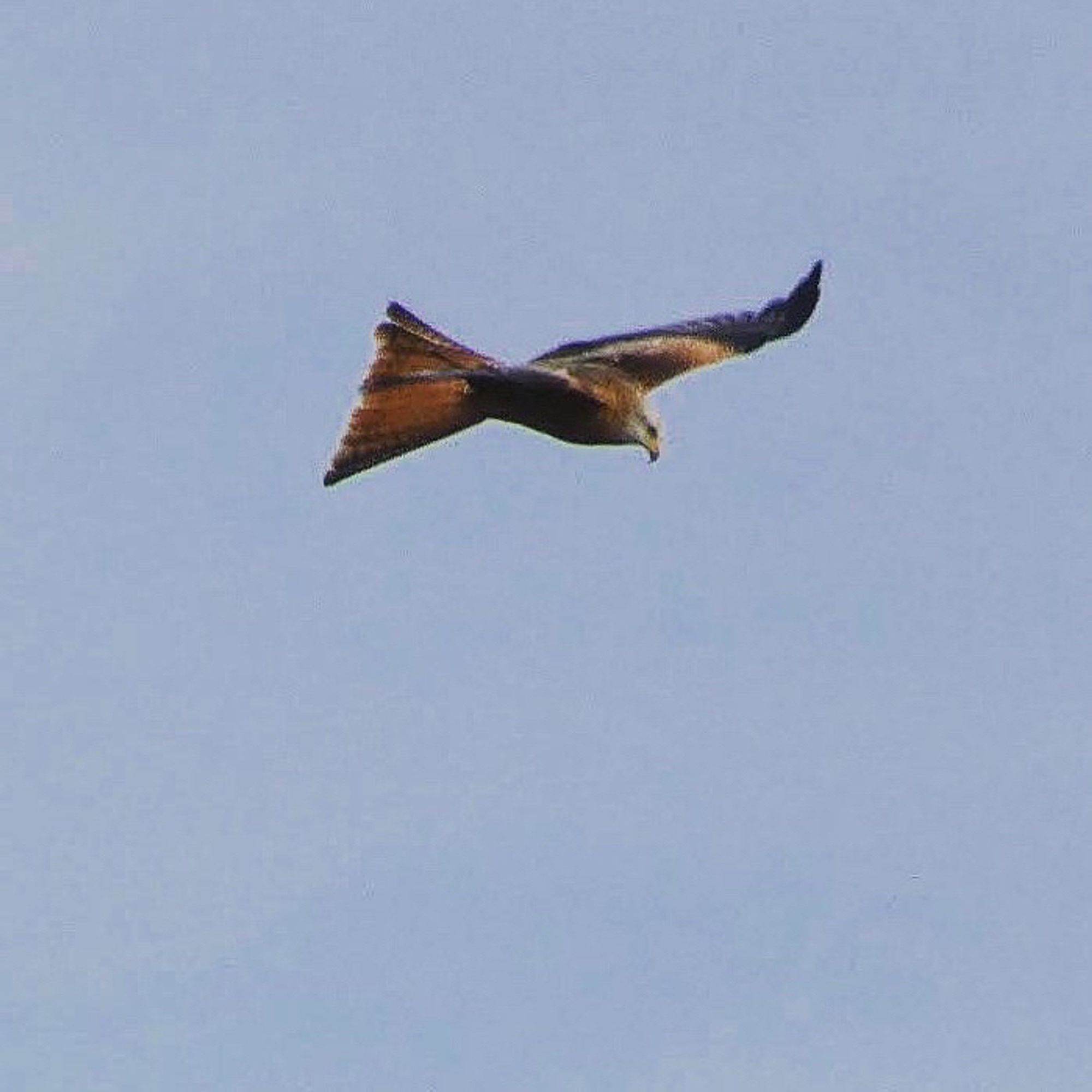 Red kite