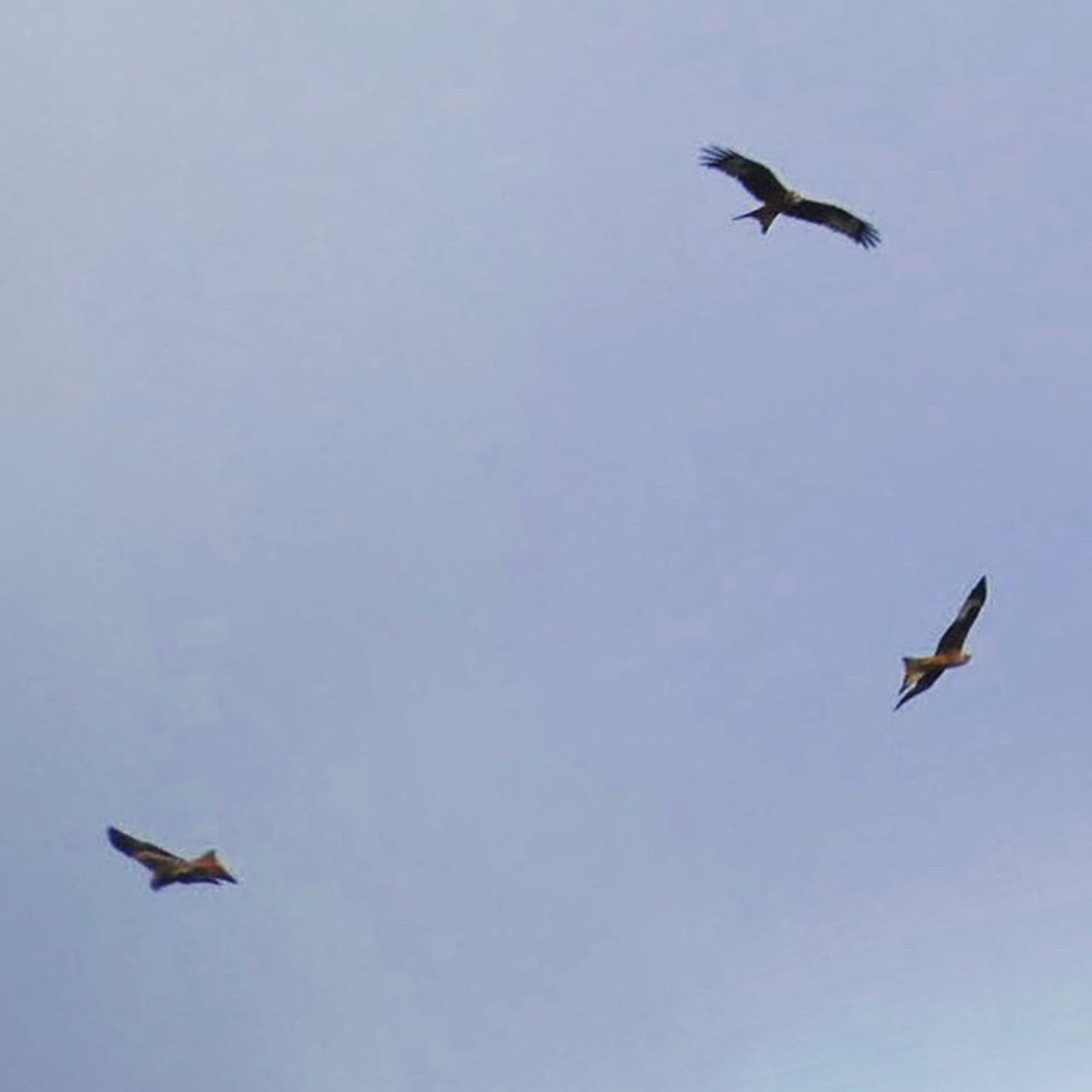 Three red kites, circling