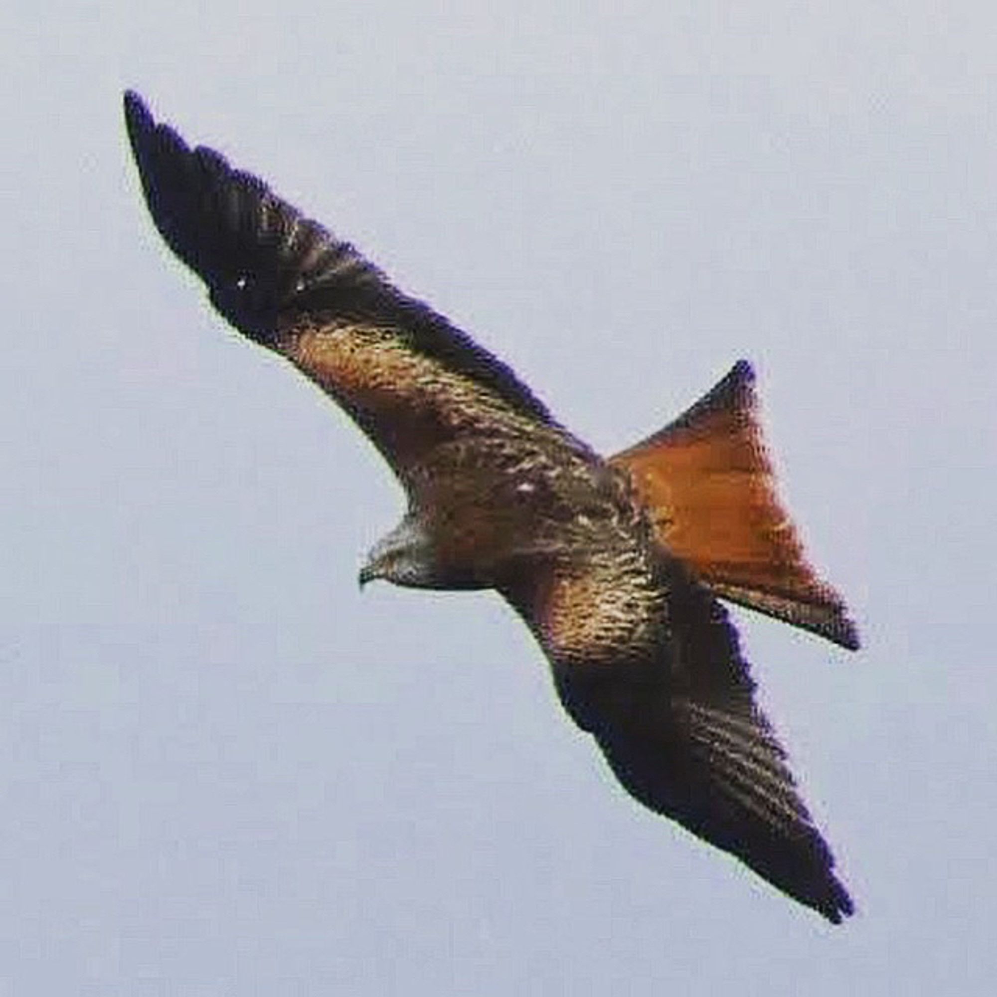 Red kite