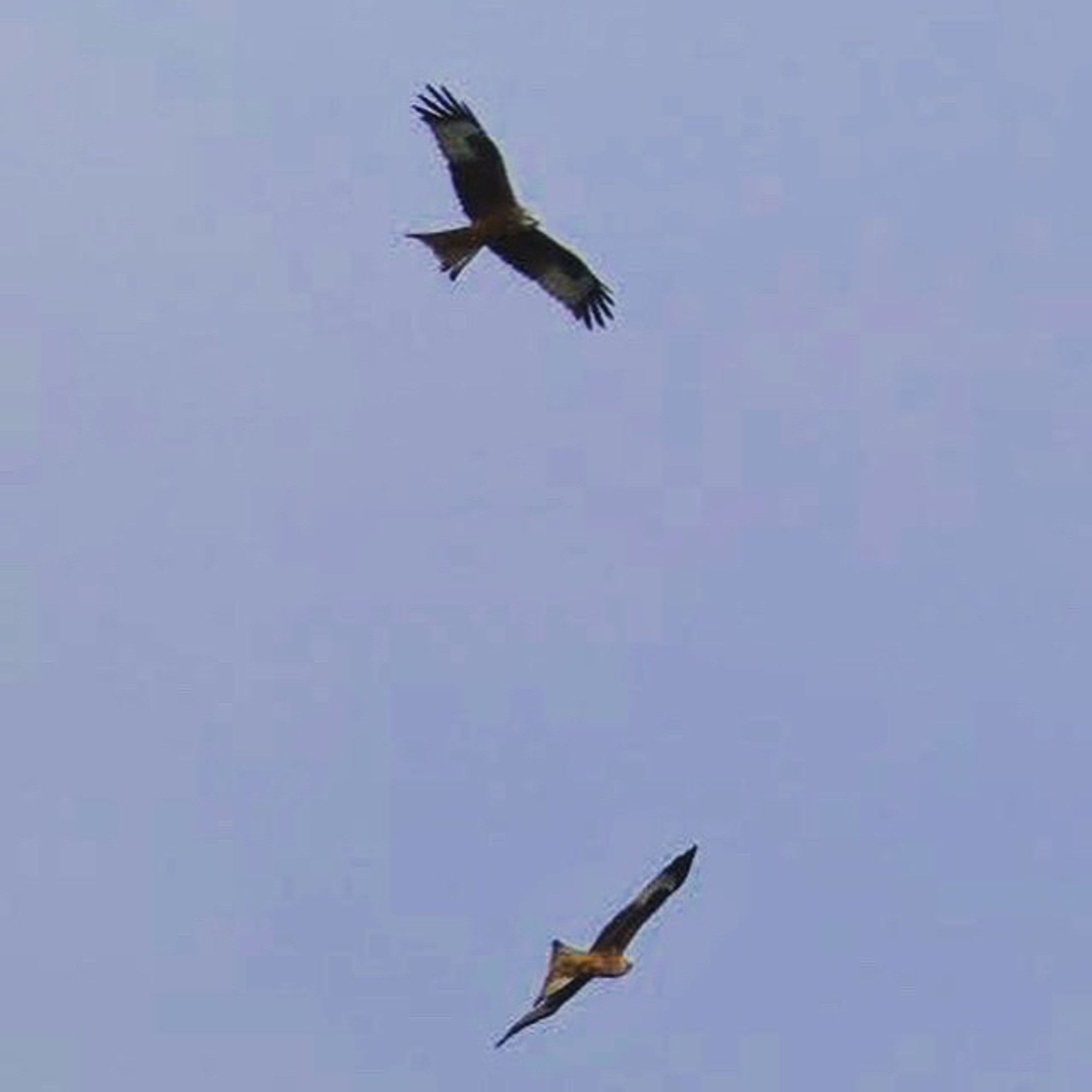 Two red kites, circling