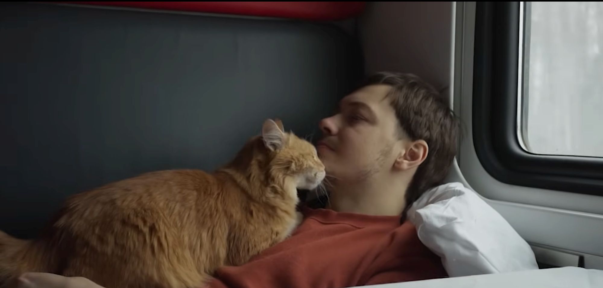 A man resting in the sleeper car of a train near the window with an affectionate orange cat on his chest head-butting his chin. 