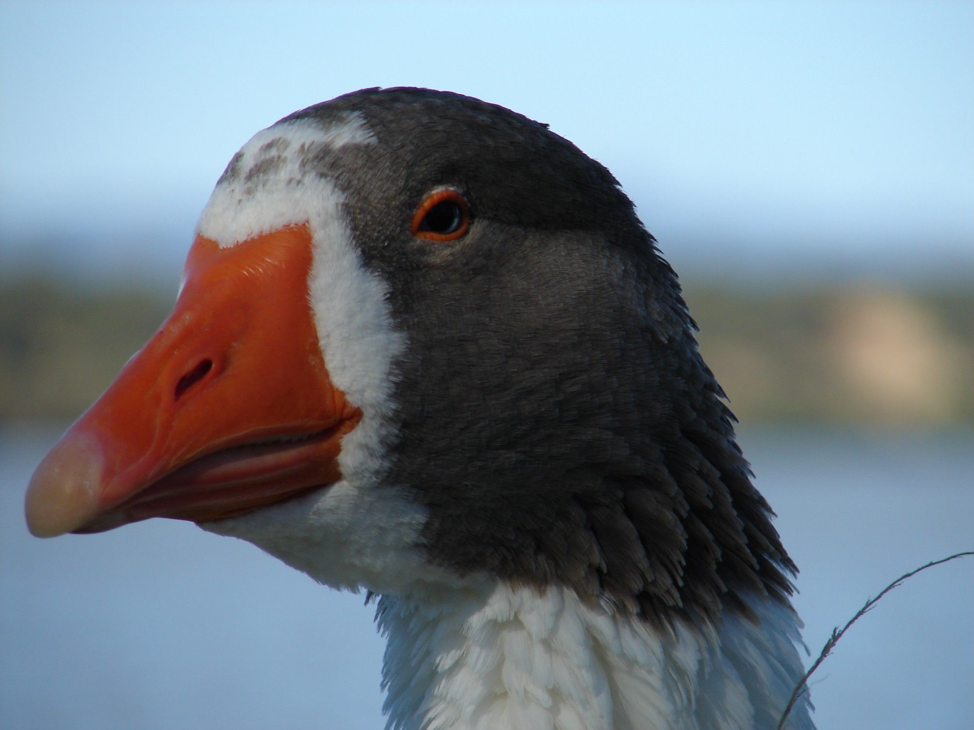 La cabeza del pato mirándome de soslayo... Creo que sabe cosas.