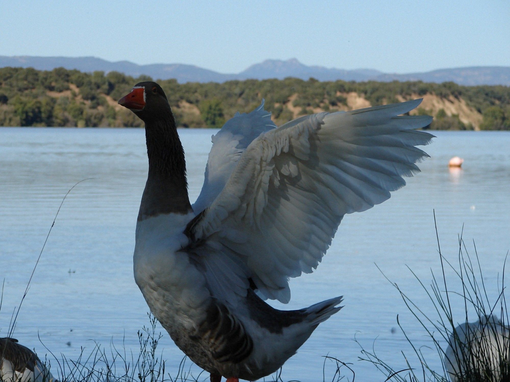 Un pato con sus alas extendidas frente a un embalse.