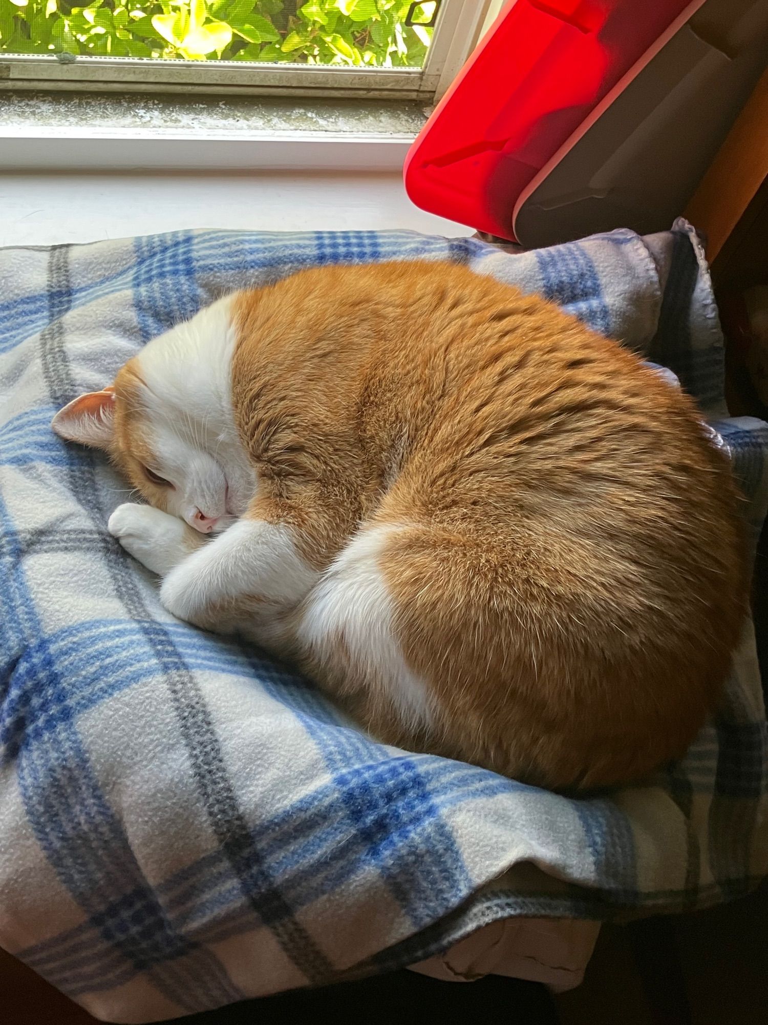 My cat keyes he is orange and white and sleeping on a bed near a window.