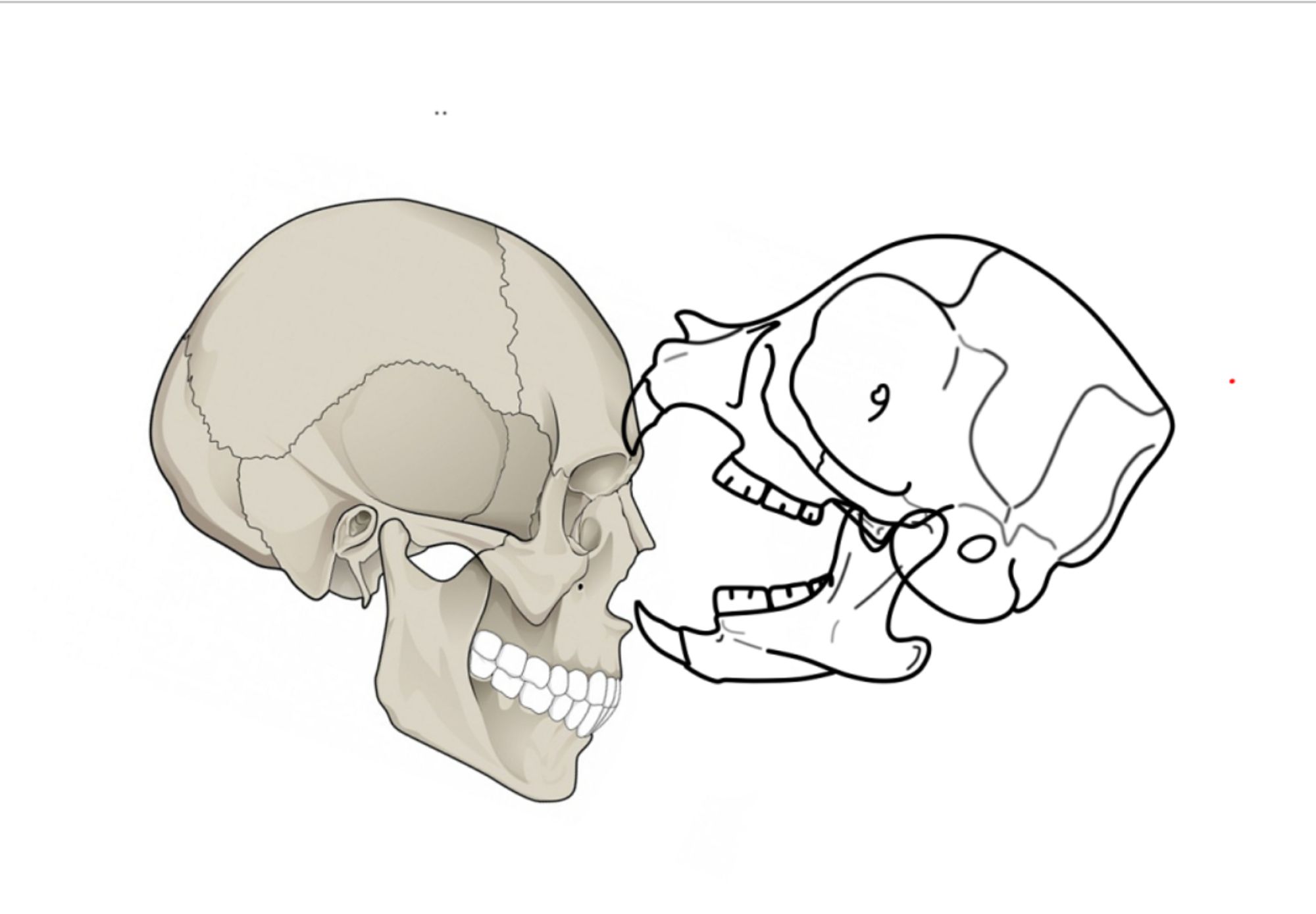 Mobo (An Muridaean) biting down on someone's face. Size to scale