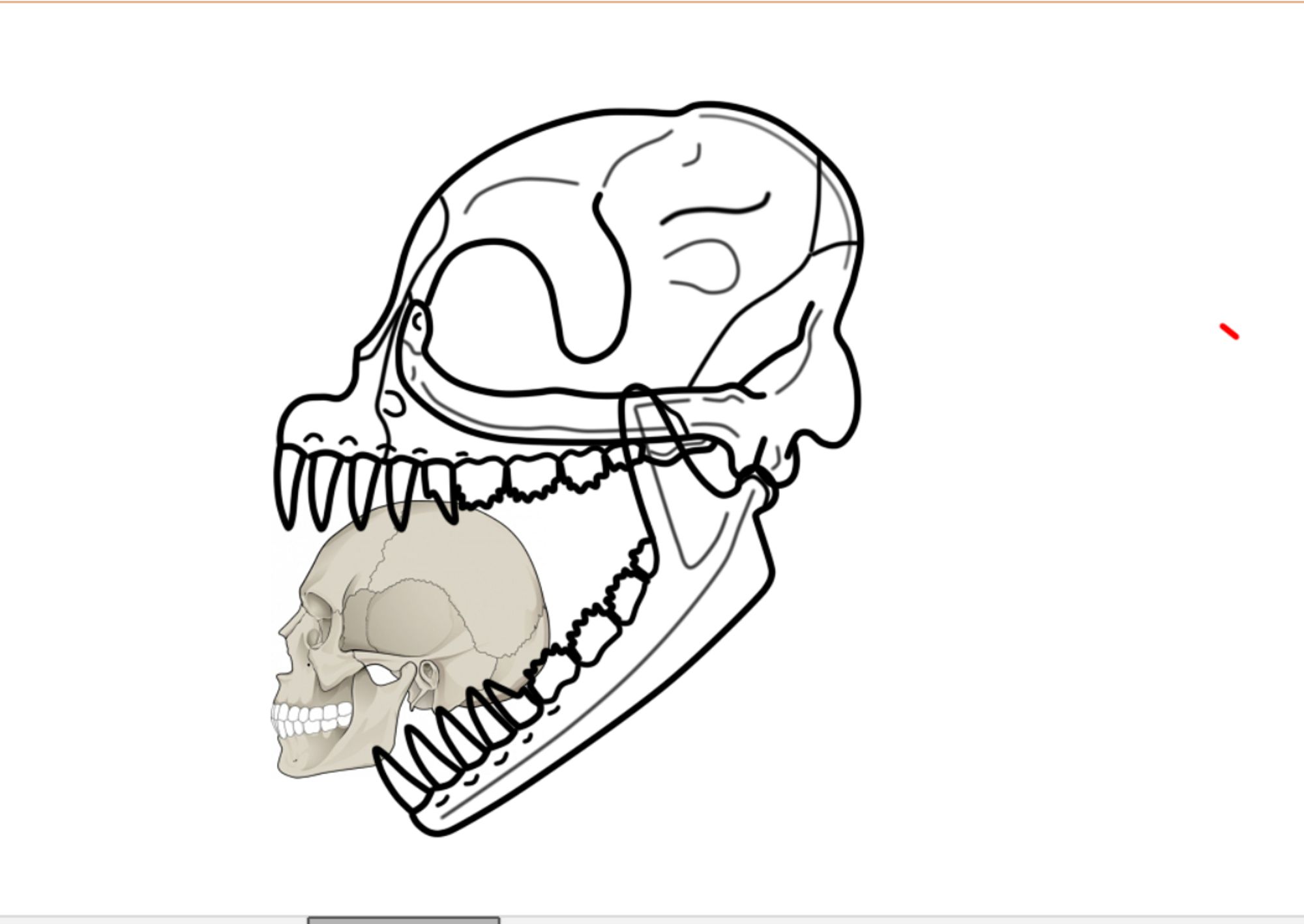 Jayden (A protocetid) biting down on a human skull. Size to scale