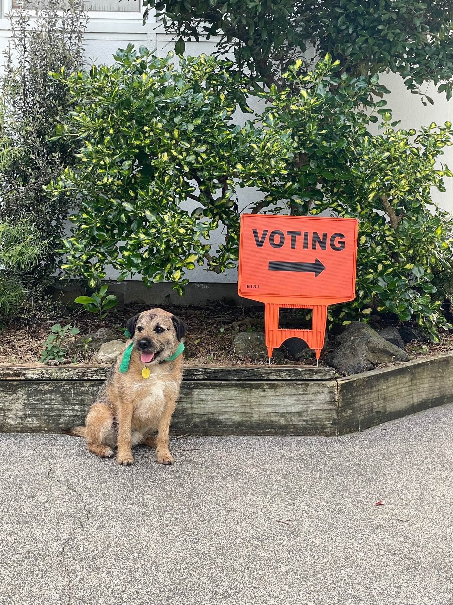 Smiling shaggy brown dog wearing a green bandana sitting next to a voting sign