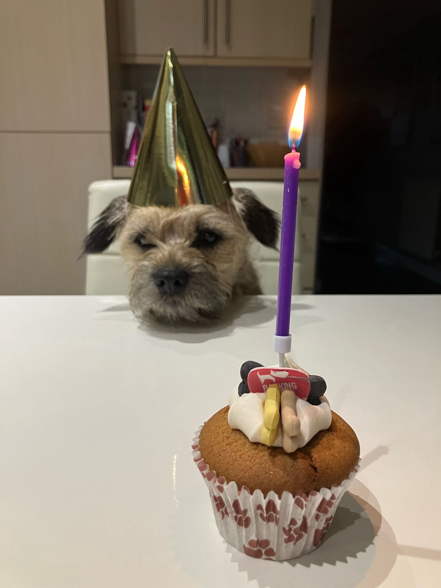 Wilbur is a border terrier who is two years old today, he is pictured sat at a table behind a cupcake with a candle on it wearing a jaunty hat