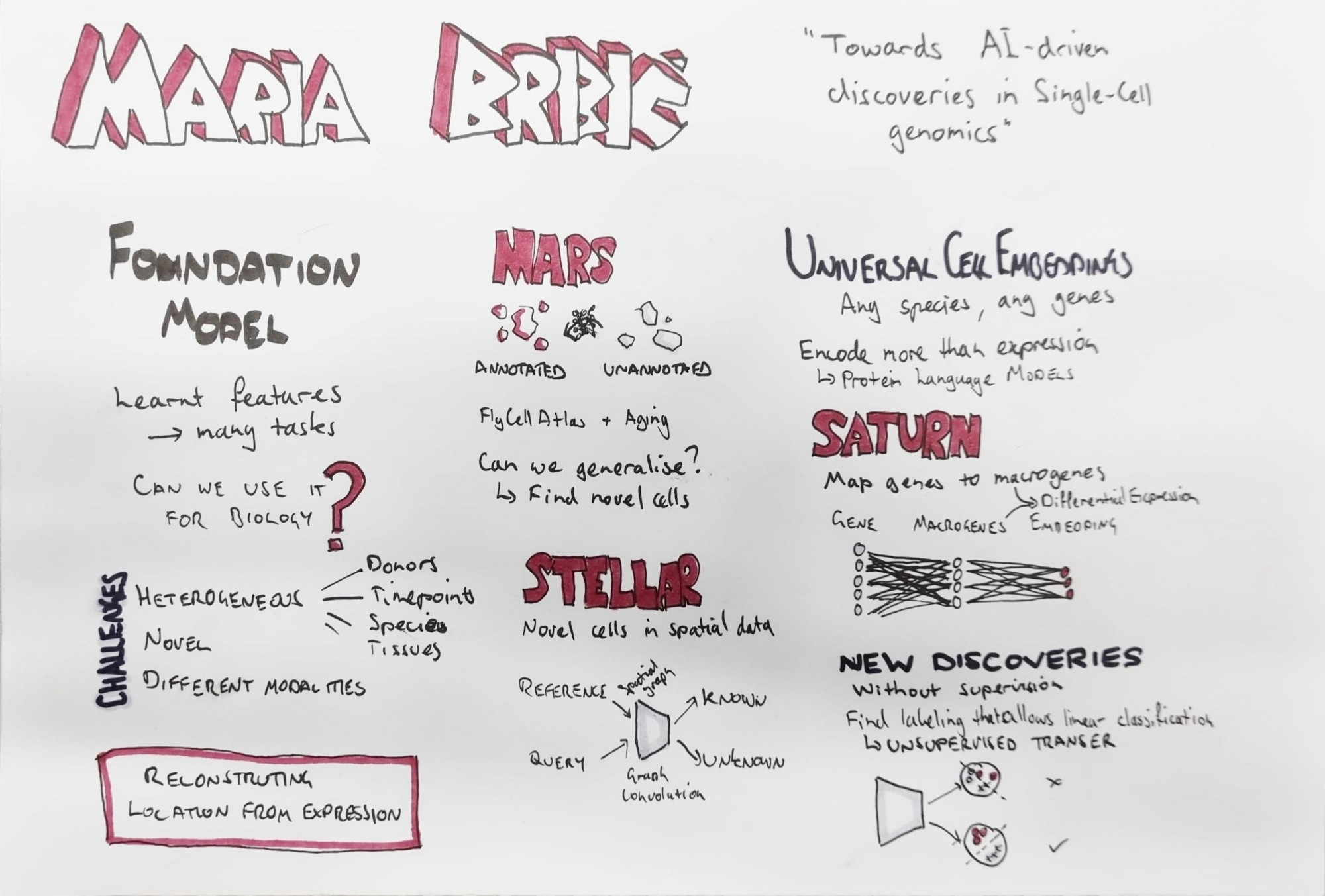 Sketchnotes for scverse conference keynote Maria Brbic "Towards AI-driven discoveries in Single-Cell genomics"