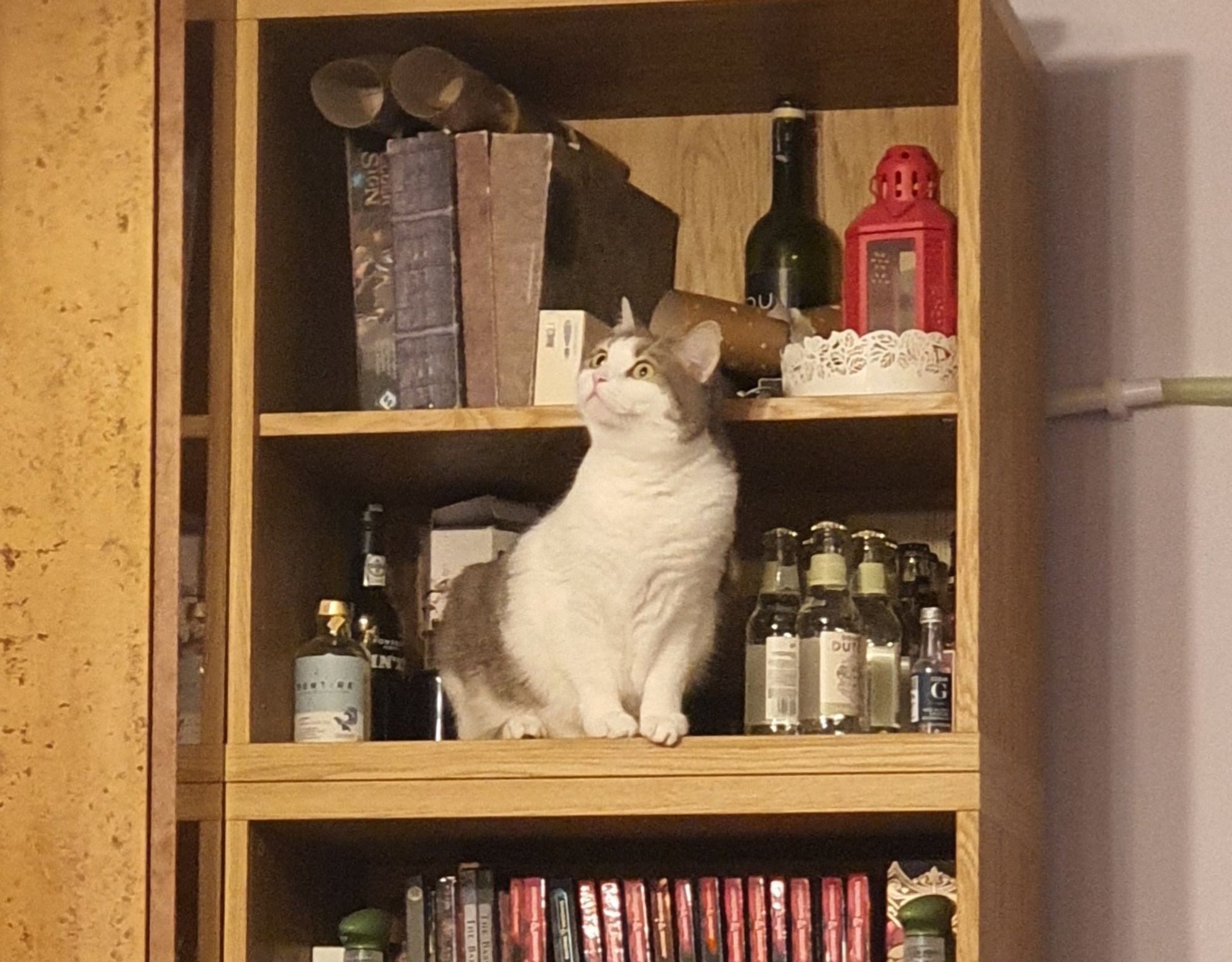 Astrophe is standing on a shelf, looking curiously at her surroundings. She is the best cat.