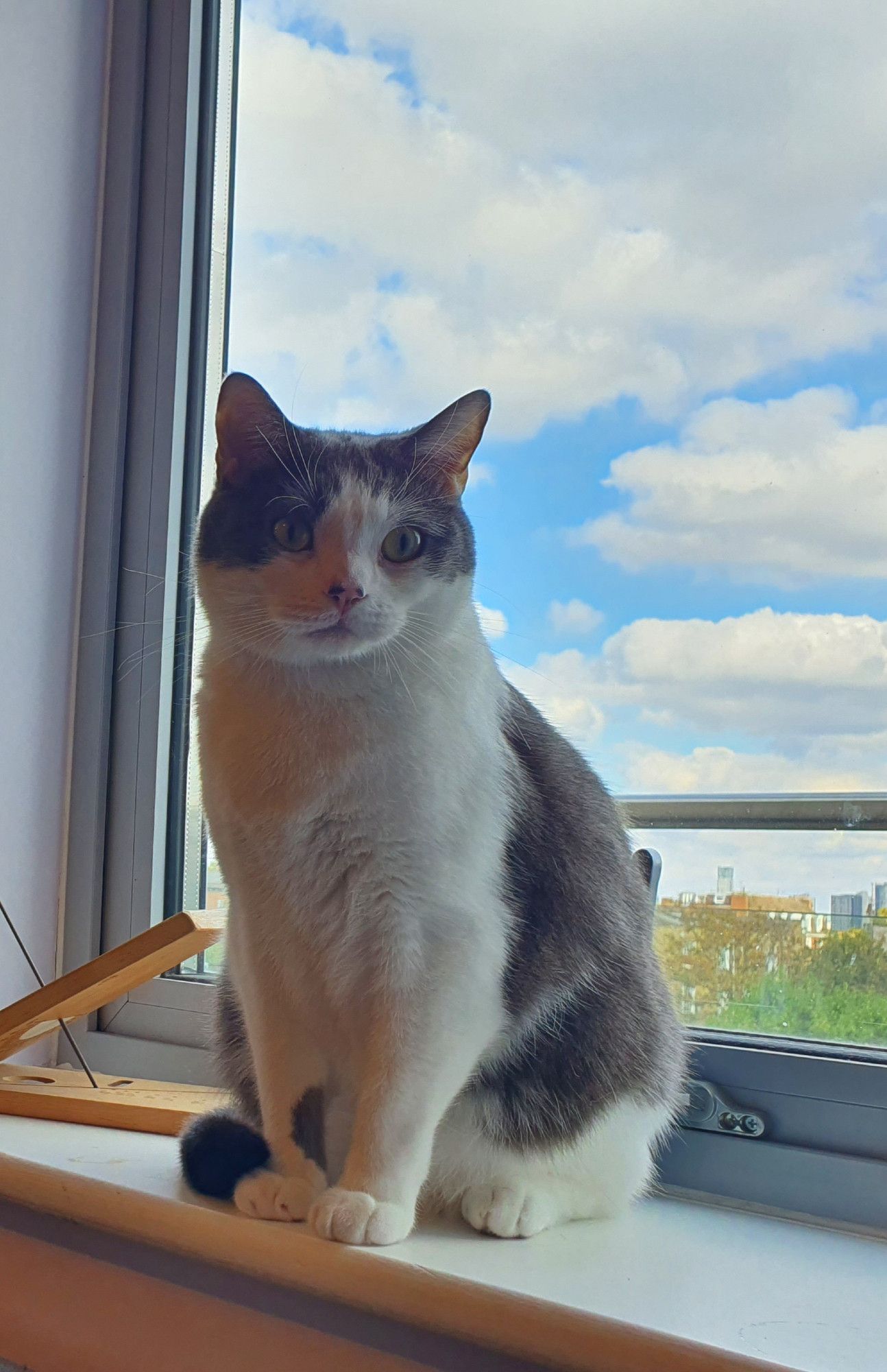 Egory sitting on the windowsill. He is a cat.