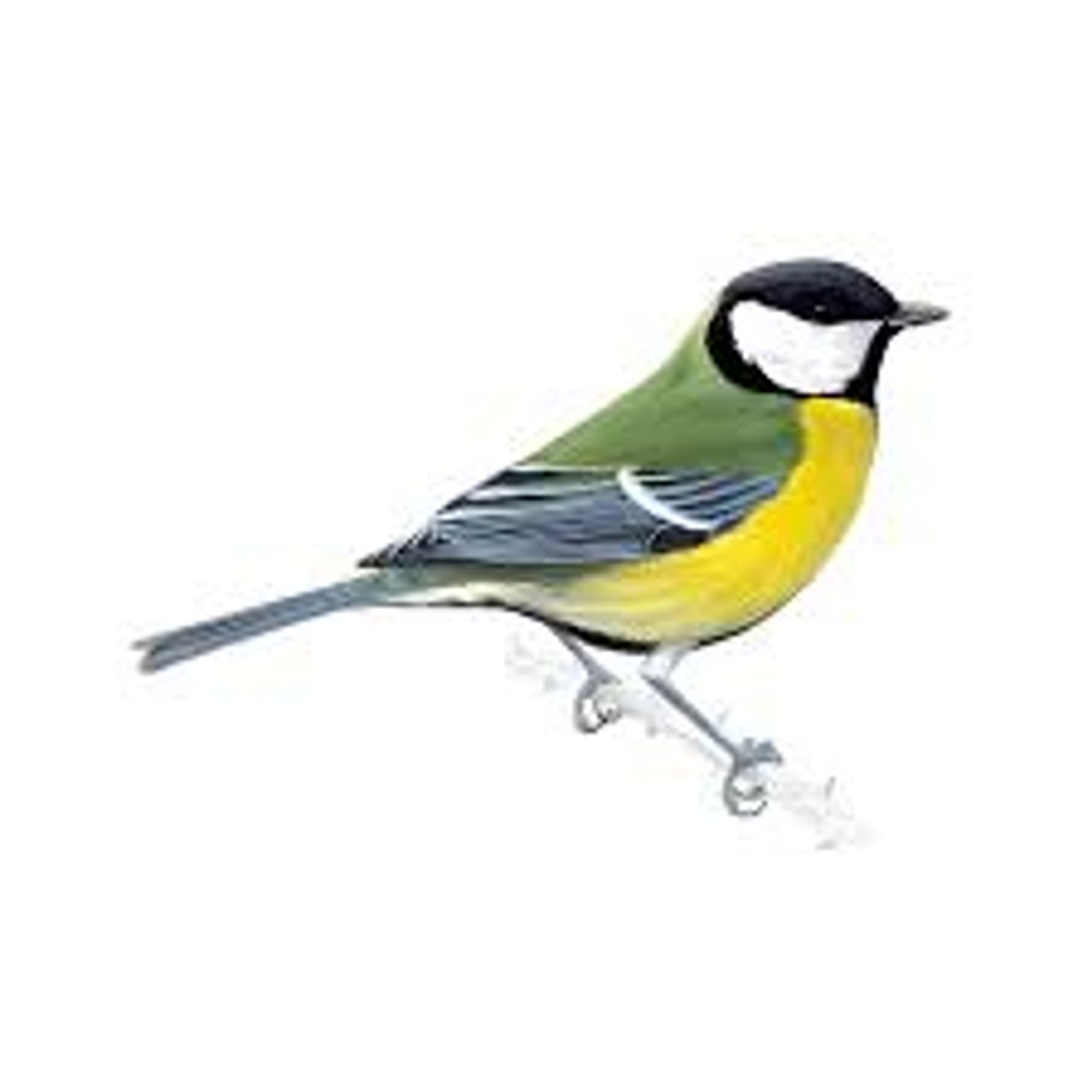 A bird: parus major, aka great tit