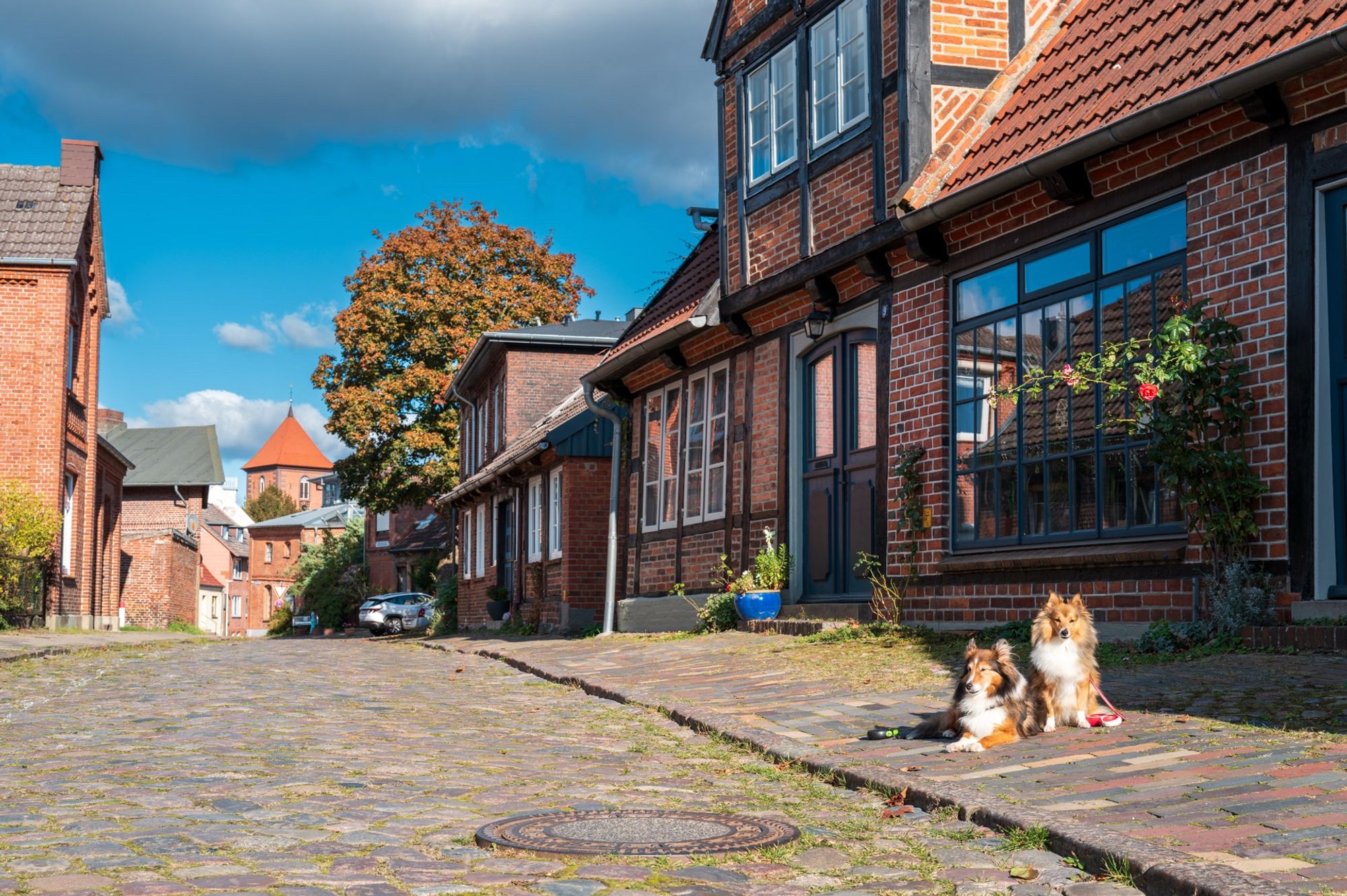 Shelties auf einer Straße in Prretz