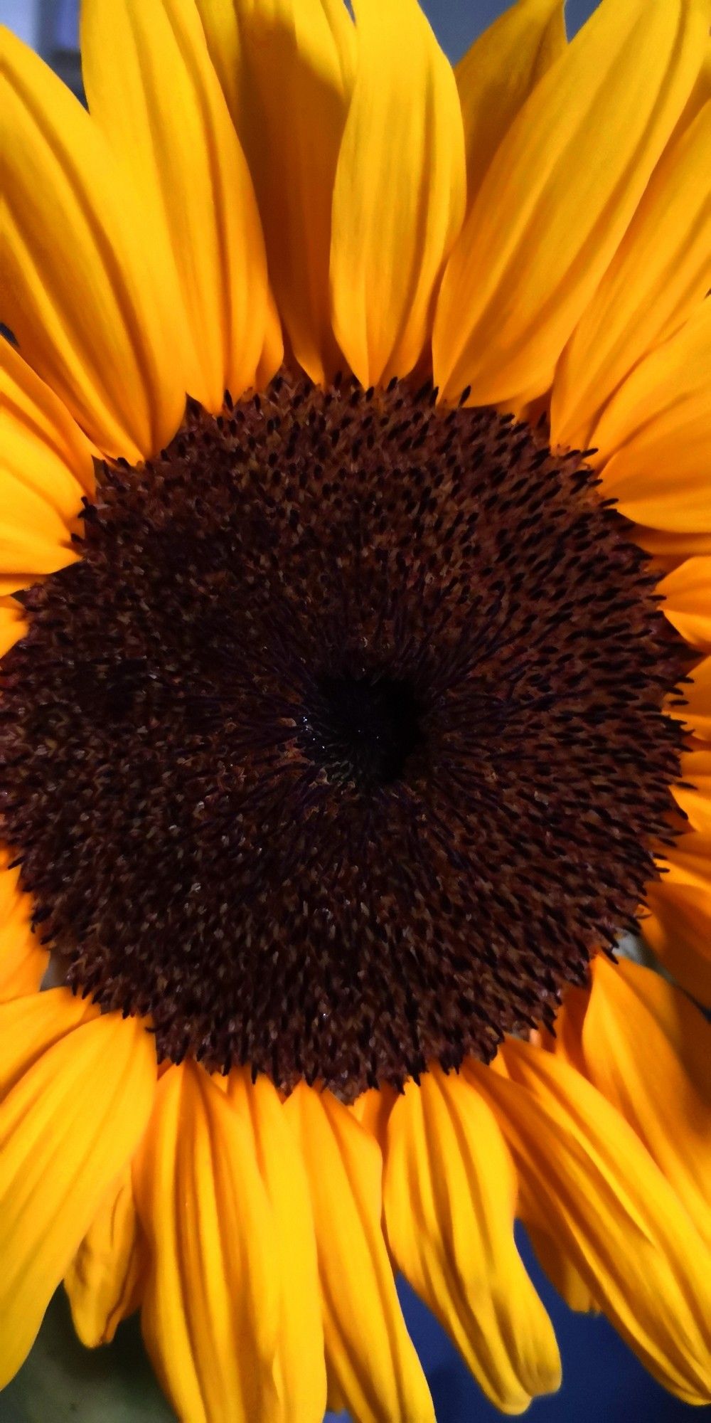 Eine Sonnenblume in Nahaufnahme, die Ansätze der späteren Kerne sind schon gut zu erkennen