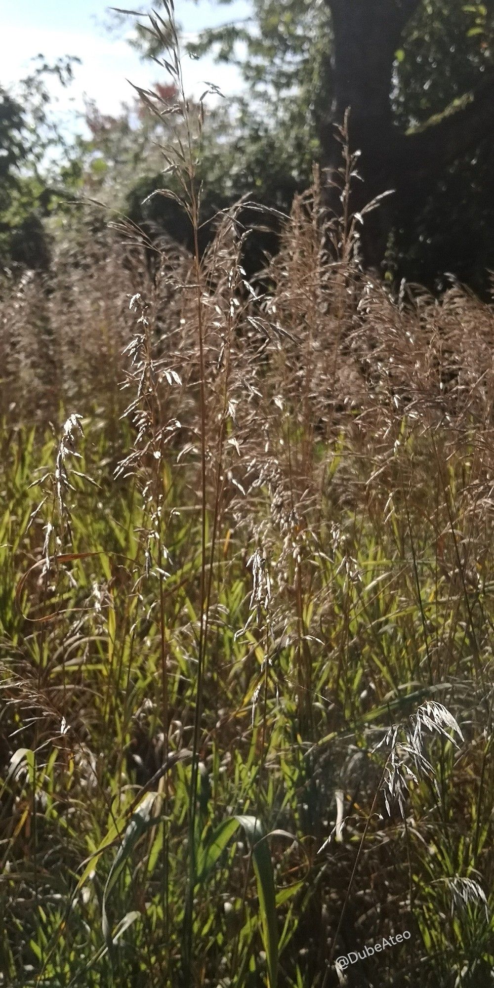 Gräser, deren feine Ähren im Sonnenlicht silbrig schimmern