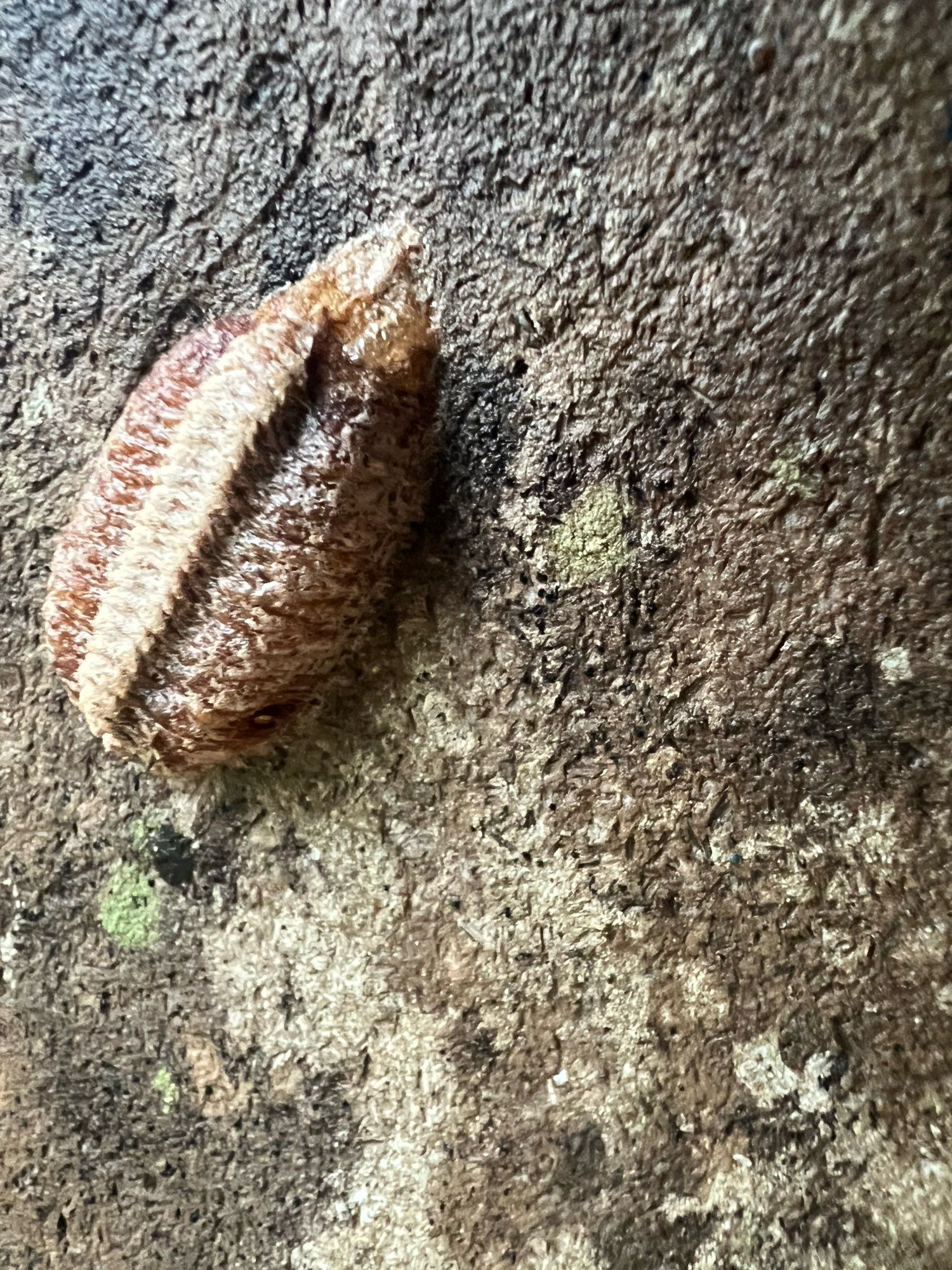 The egg case, called an ootheca, of a Carolina mantis. It is about 1.5” long, and shaped like a football that has been cut in half lengthwise and glued to the surface.