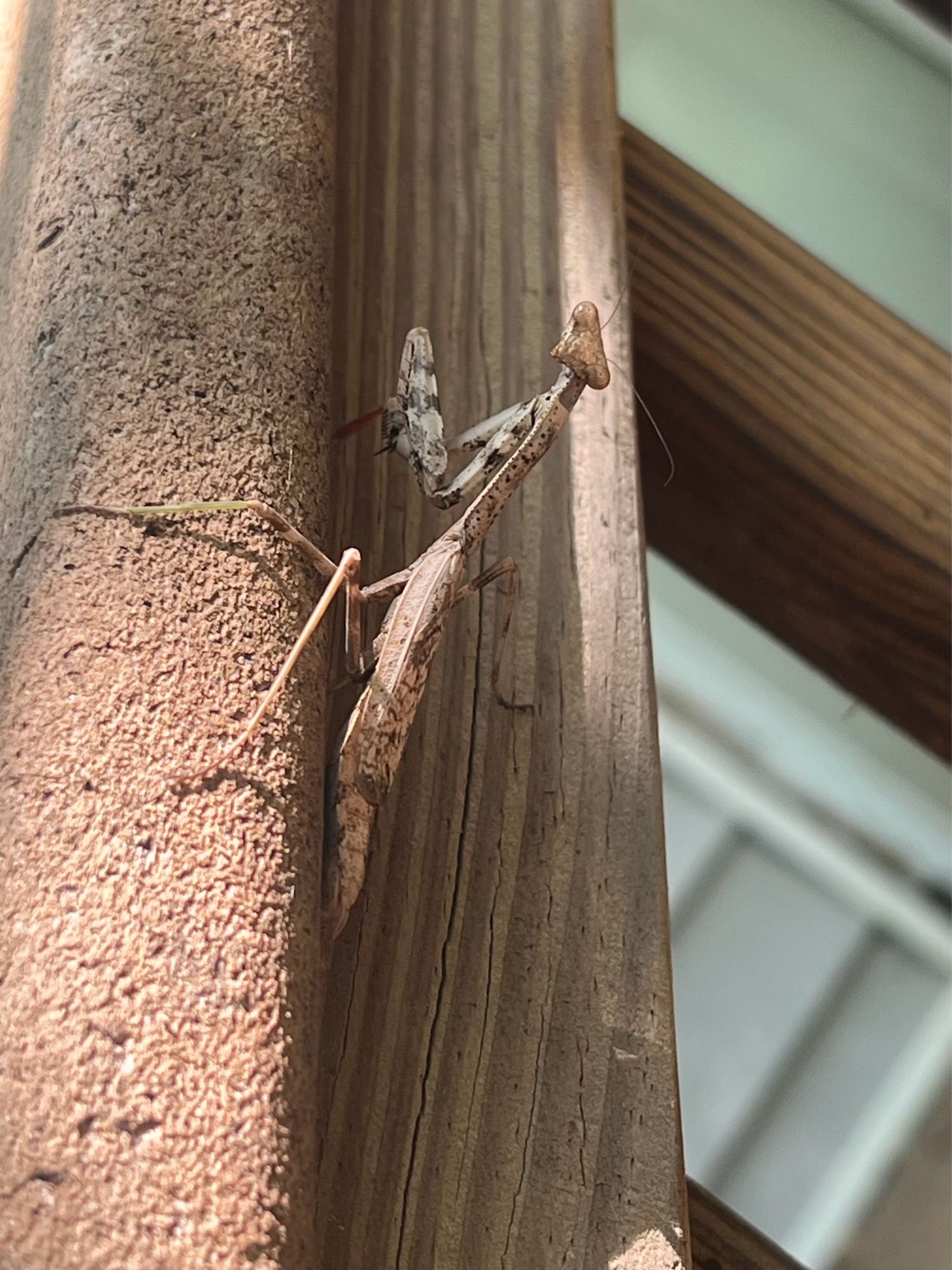 Carolina mantis climbing a deck. Light and dark brown mottled, about 4-5” long.