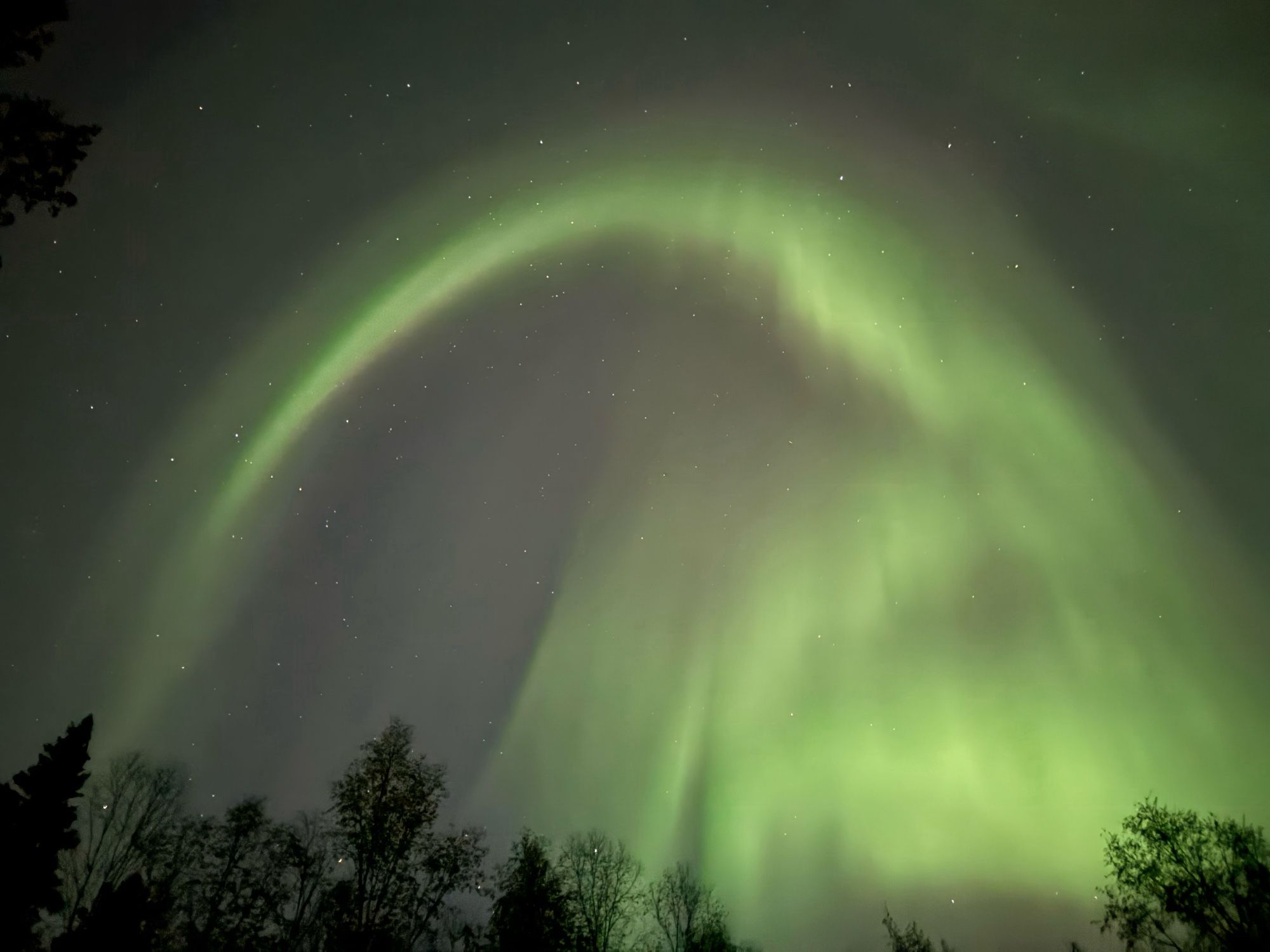 A picture of the Aurora borealis, a curved green ribbon of plasma across a dark blue night sky, with trees at the bottom of the picture