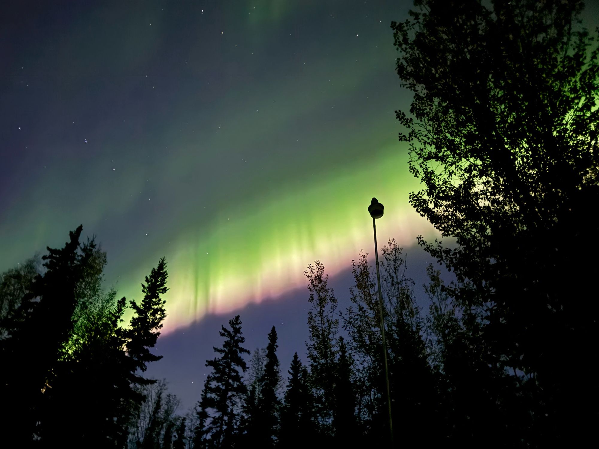 A picture of the Aurora borealis, a green and yellow and purple ribbon of plasma across a dark blue night sky, with trees at the bottom of the picture