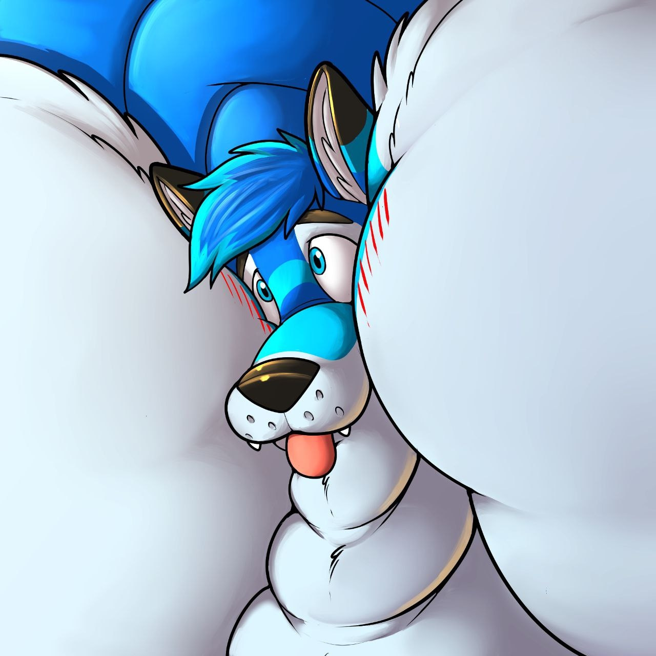 Zoomed in massive fattened up husky sticking their tongue out, blushing