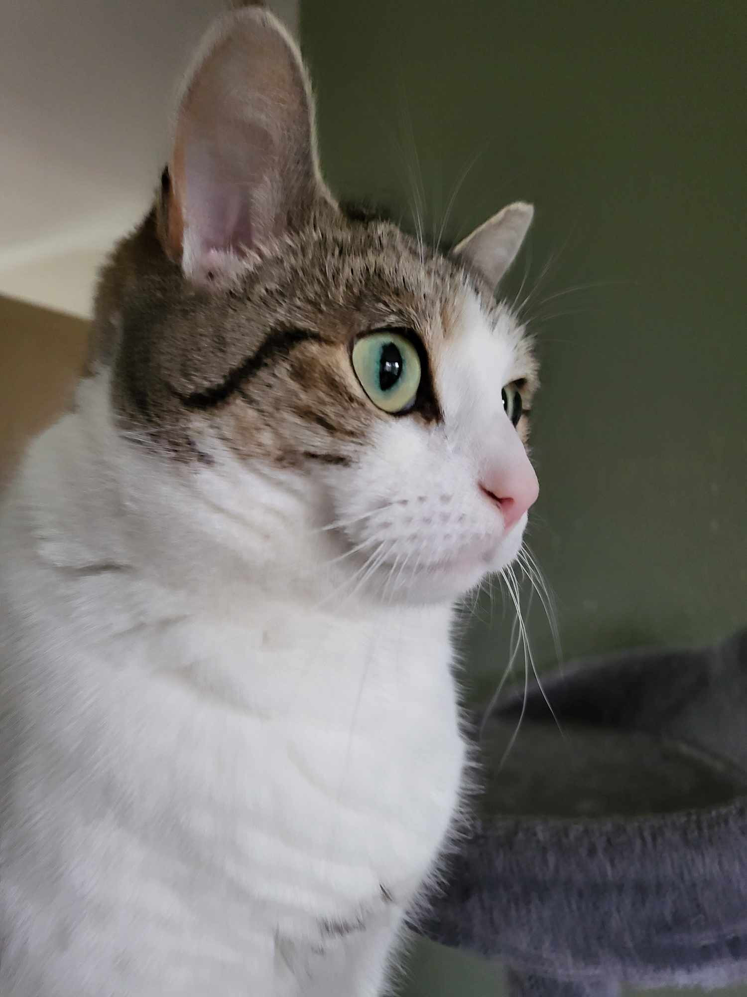 A white and light brown cat with green eyes, starting at something off camera. 