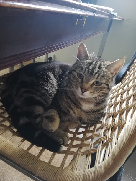 a brown and black tabby markings cat sitting in a ball on a wicker chair