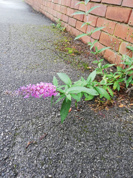 A plant with many small flowers making up the head, with large green leaves. It is growing on a residential pavement next to a red brick wall.