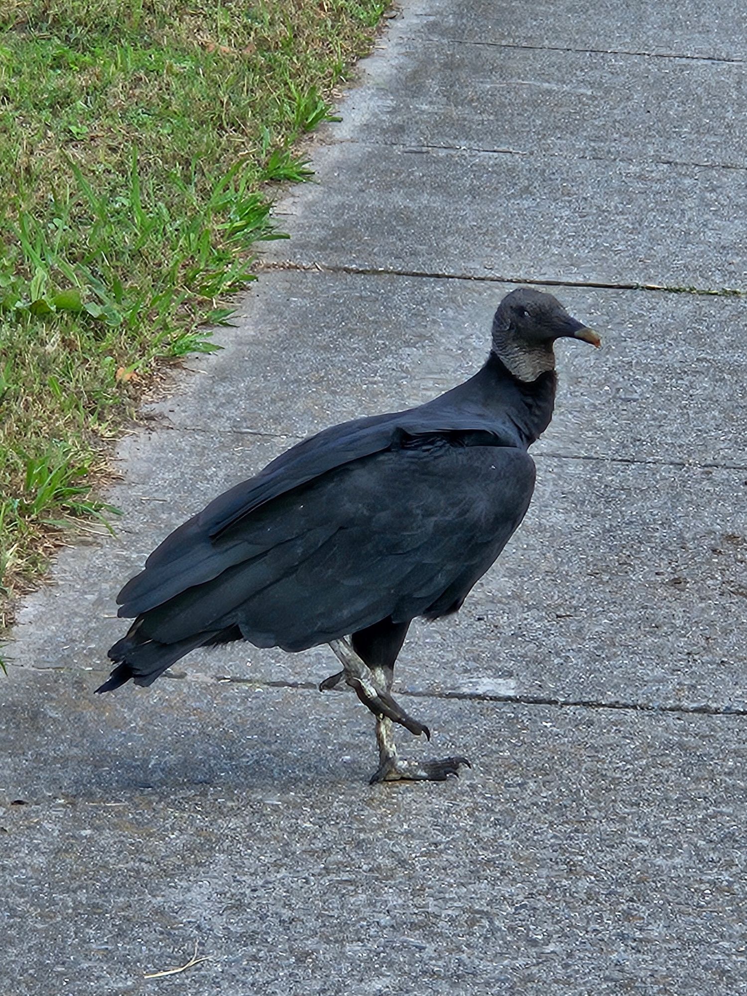 Mystery black bird vibing with one leg lifted