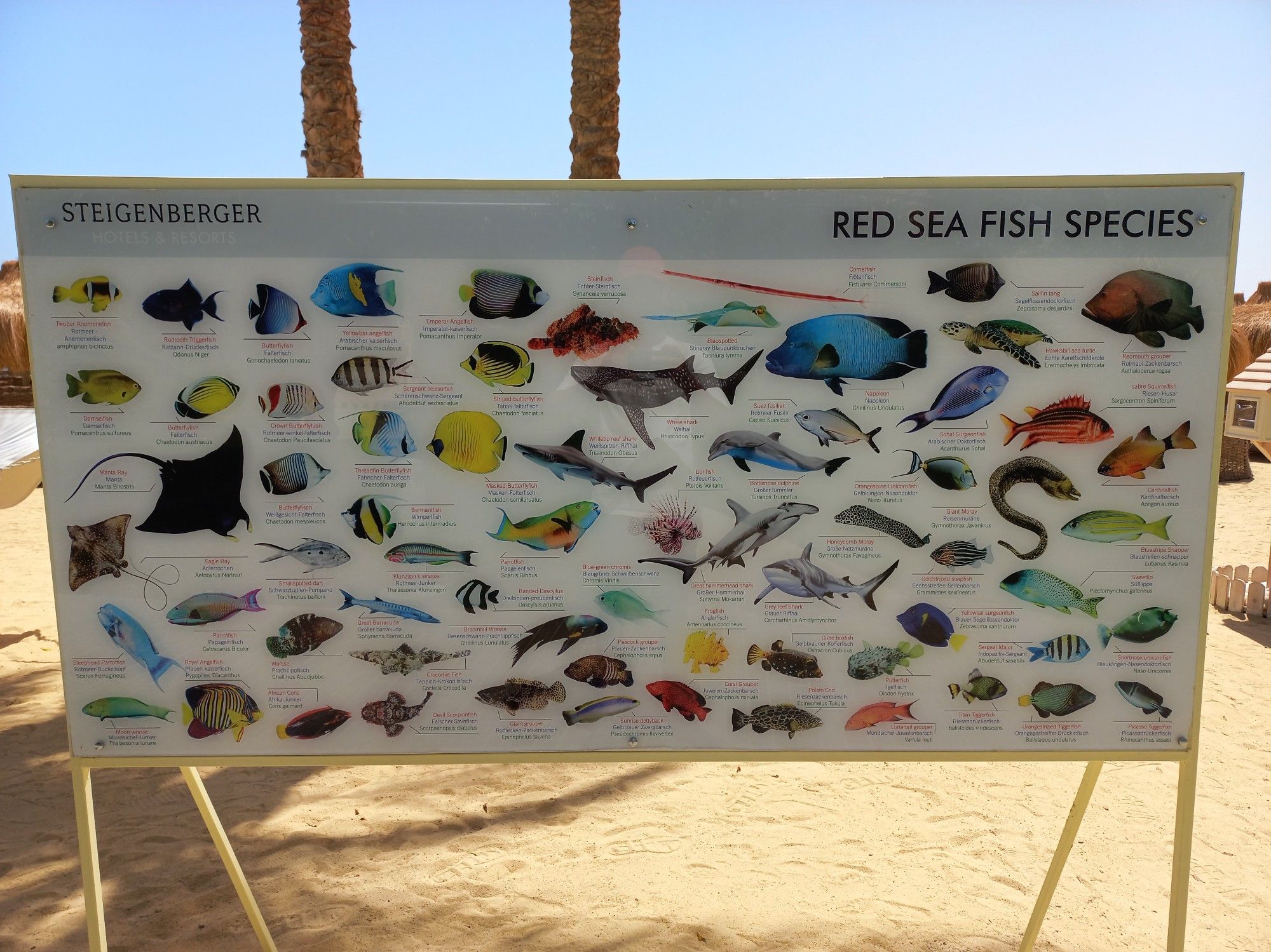 Am Strand eine Info-Tafel "Red Sea Fish Species", mit etwa 50 Illustrationen von Meerestieren, die regional vorkommen