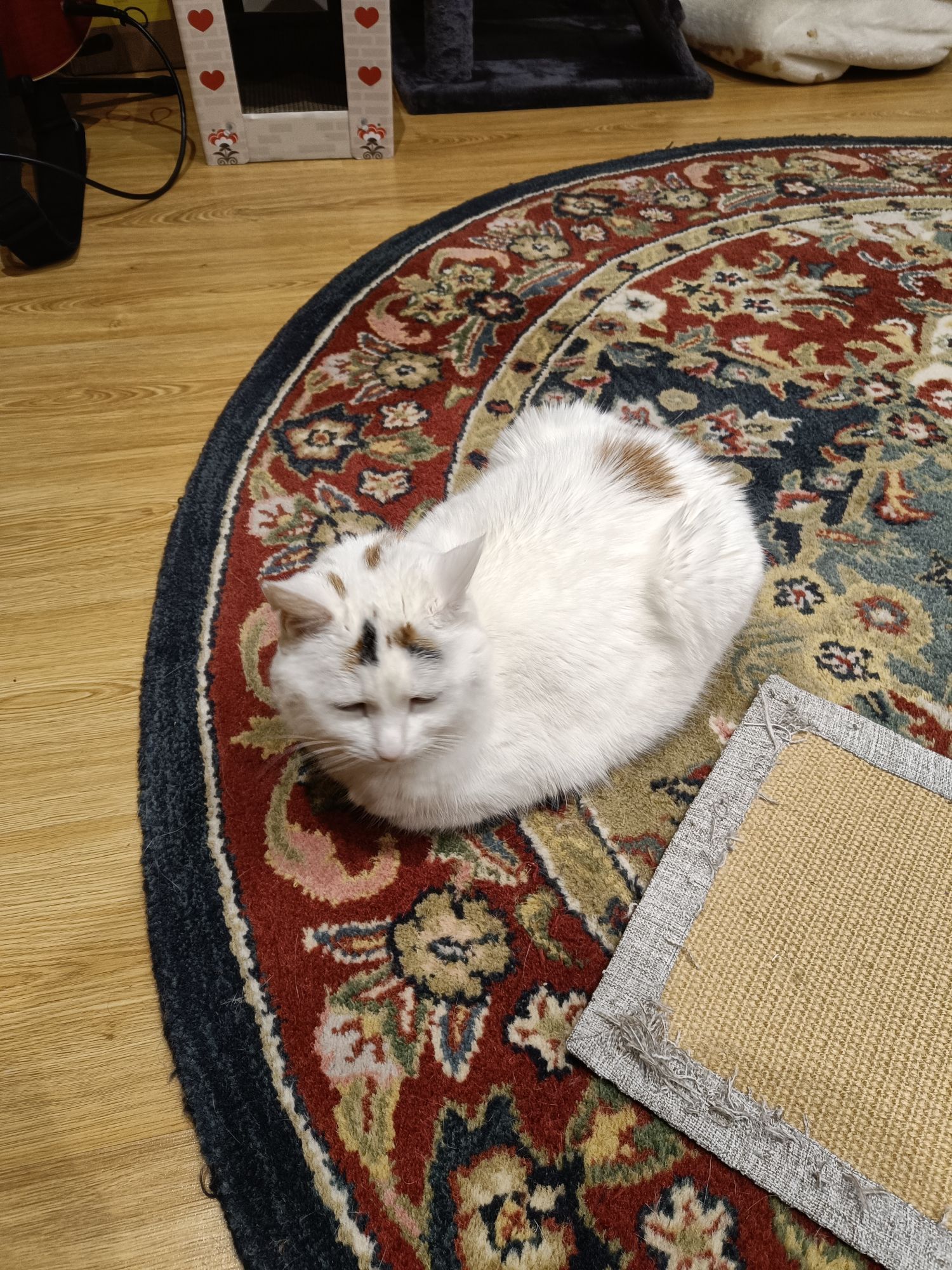 A white cat sitting on a rug with her paws tucked in